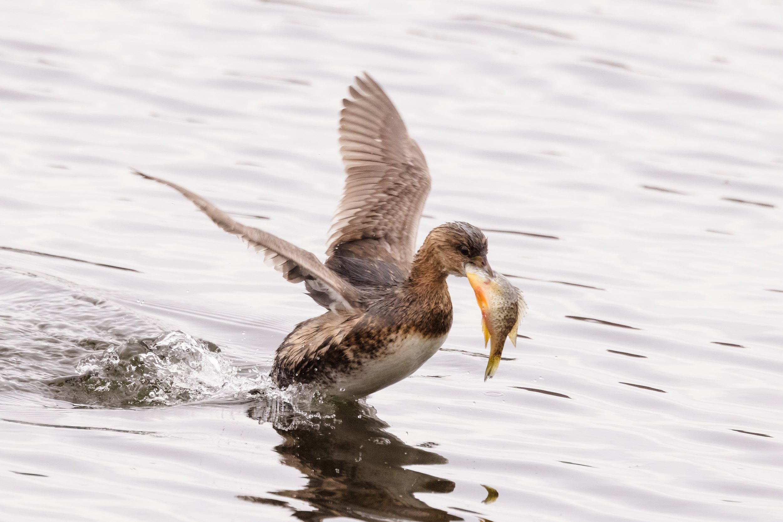 Grebe-3.jpg
