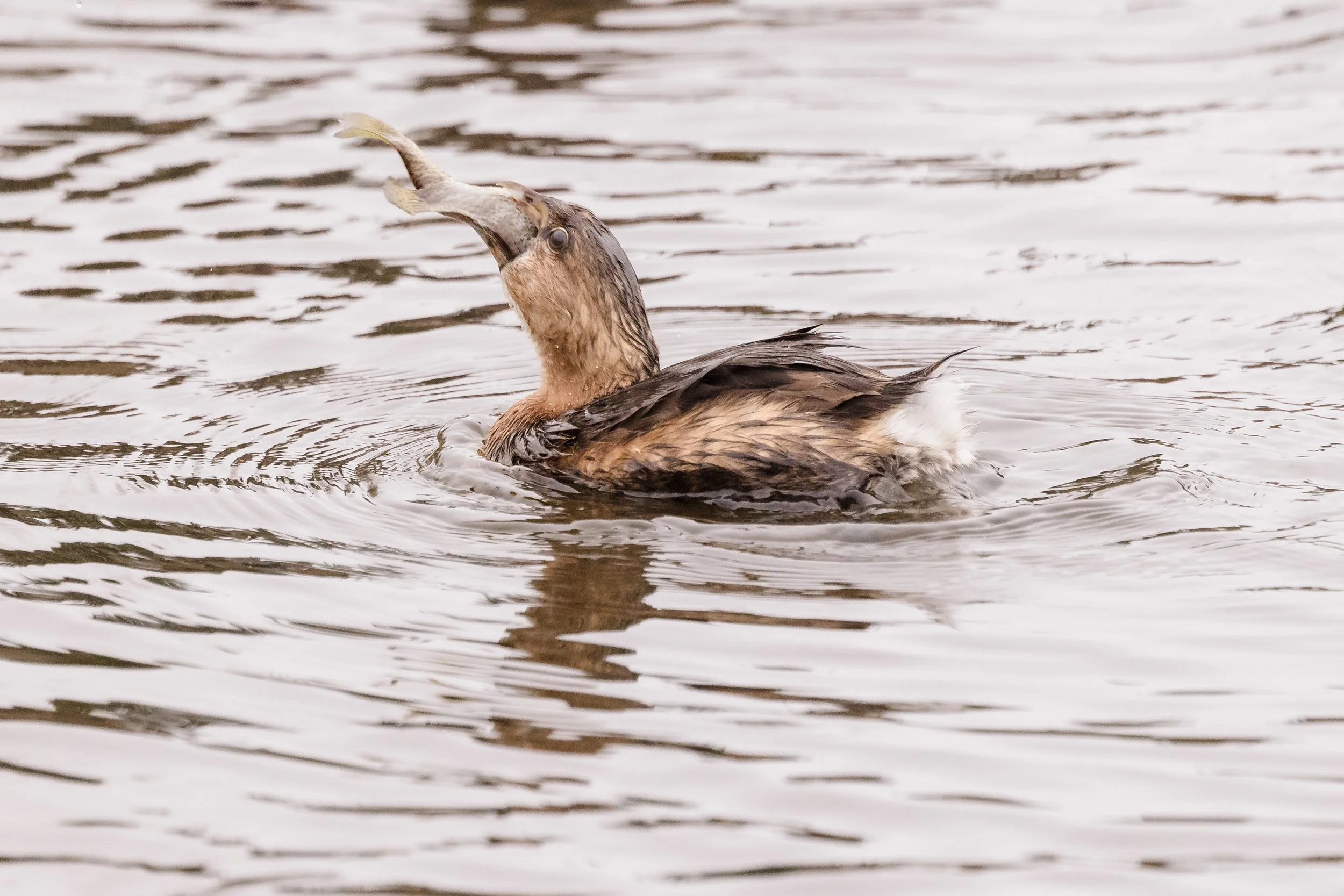 Grebe-5.jpg