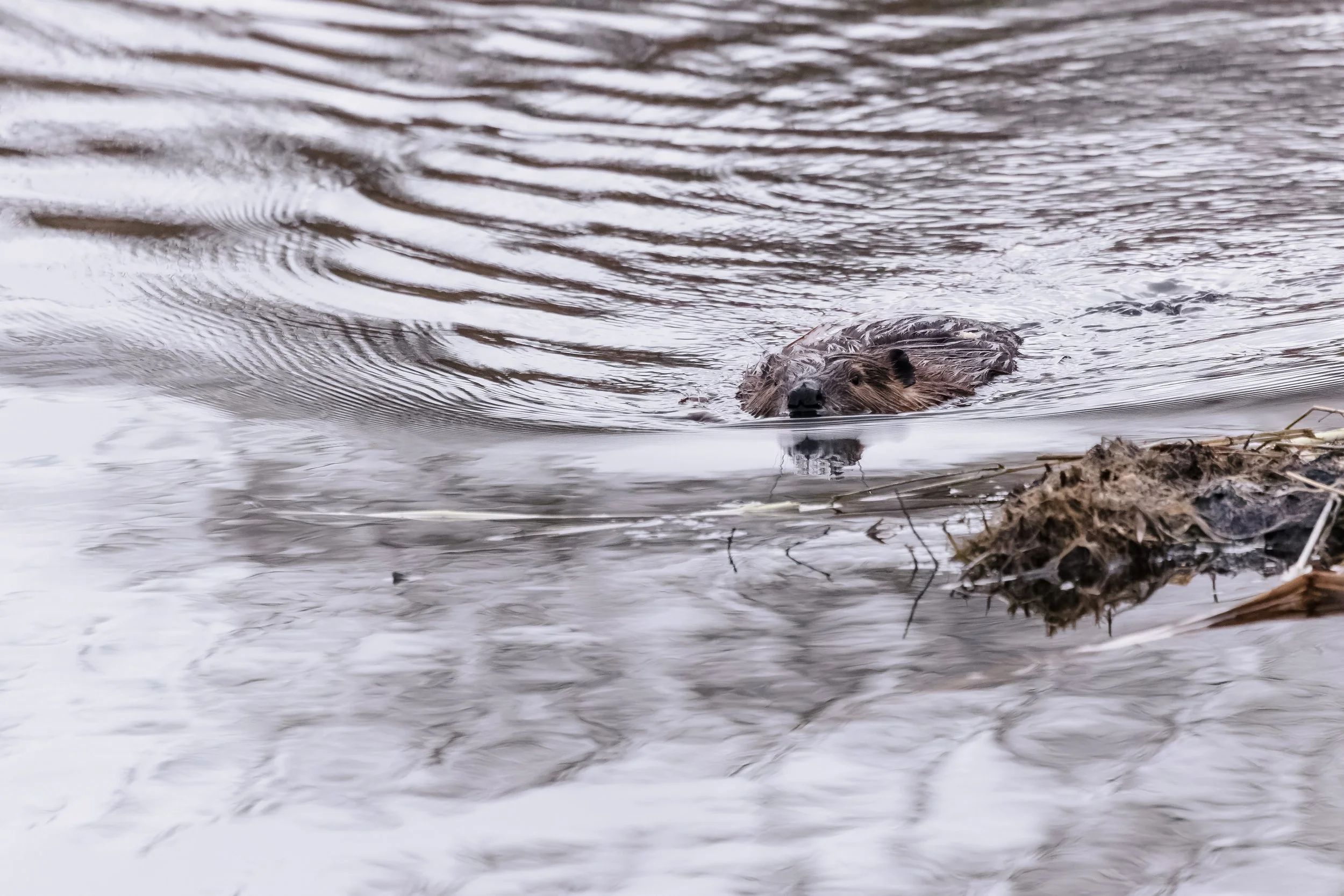 Beaver-2.jpg