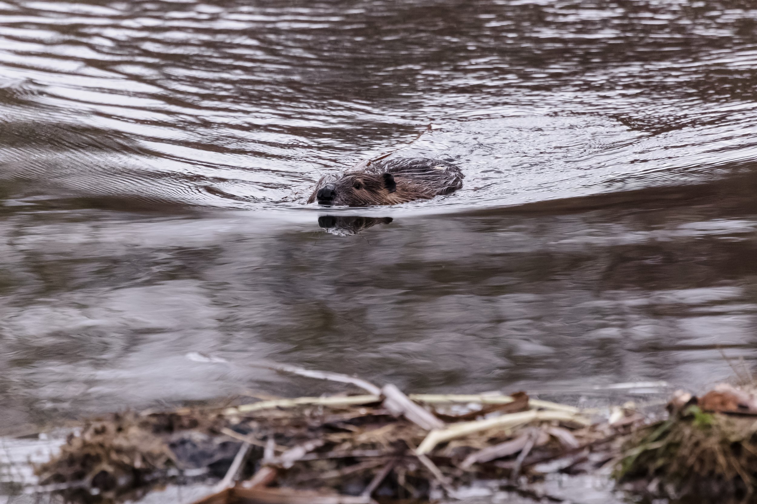 Beaver-1.jpg