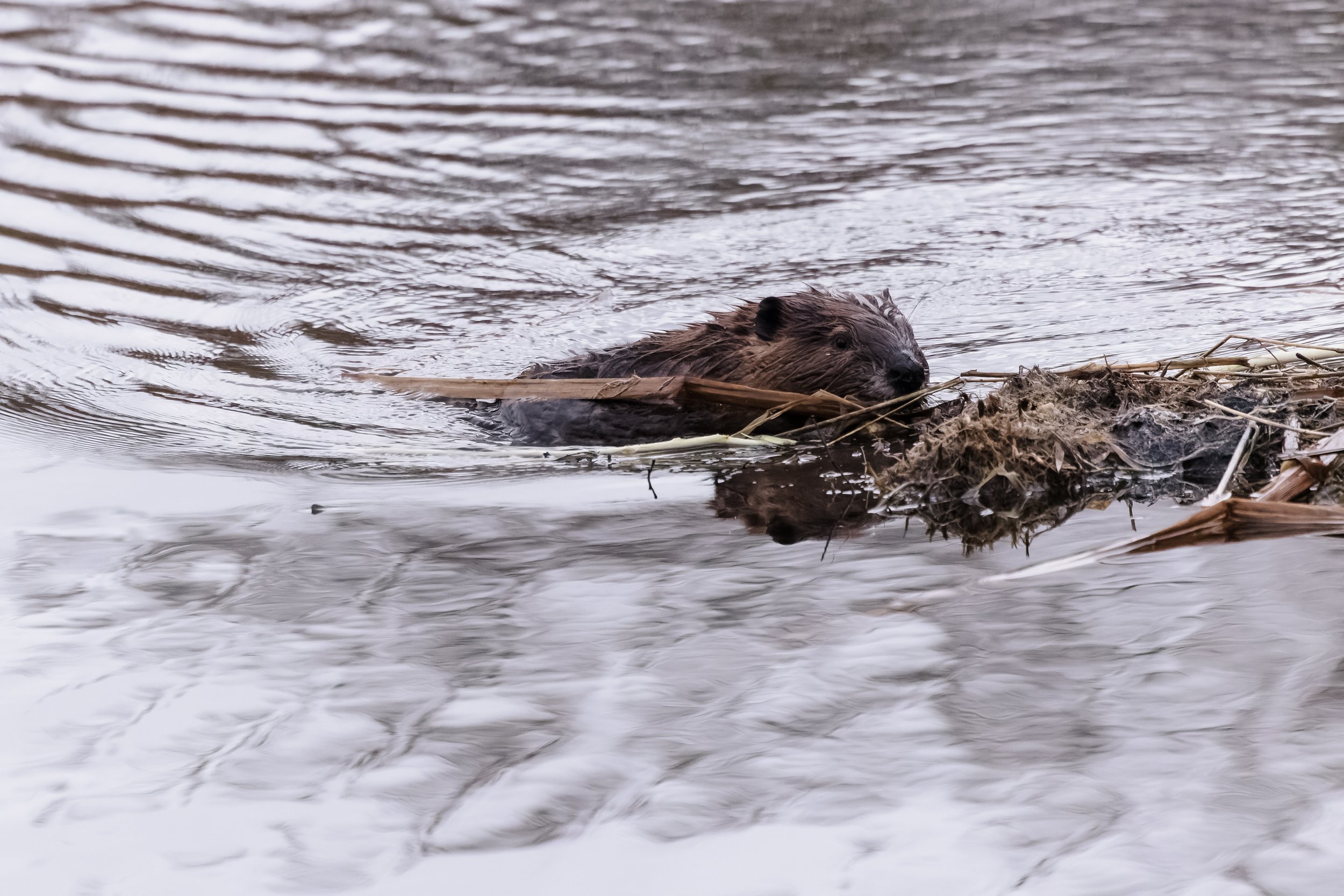 Beaver-3.jpg