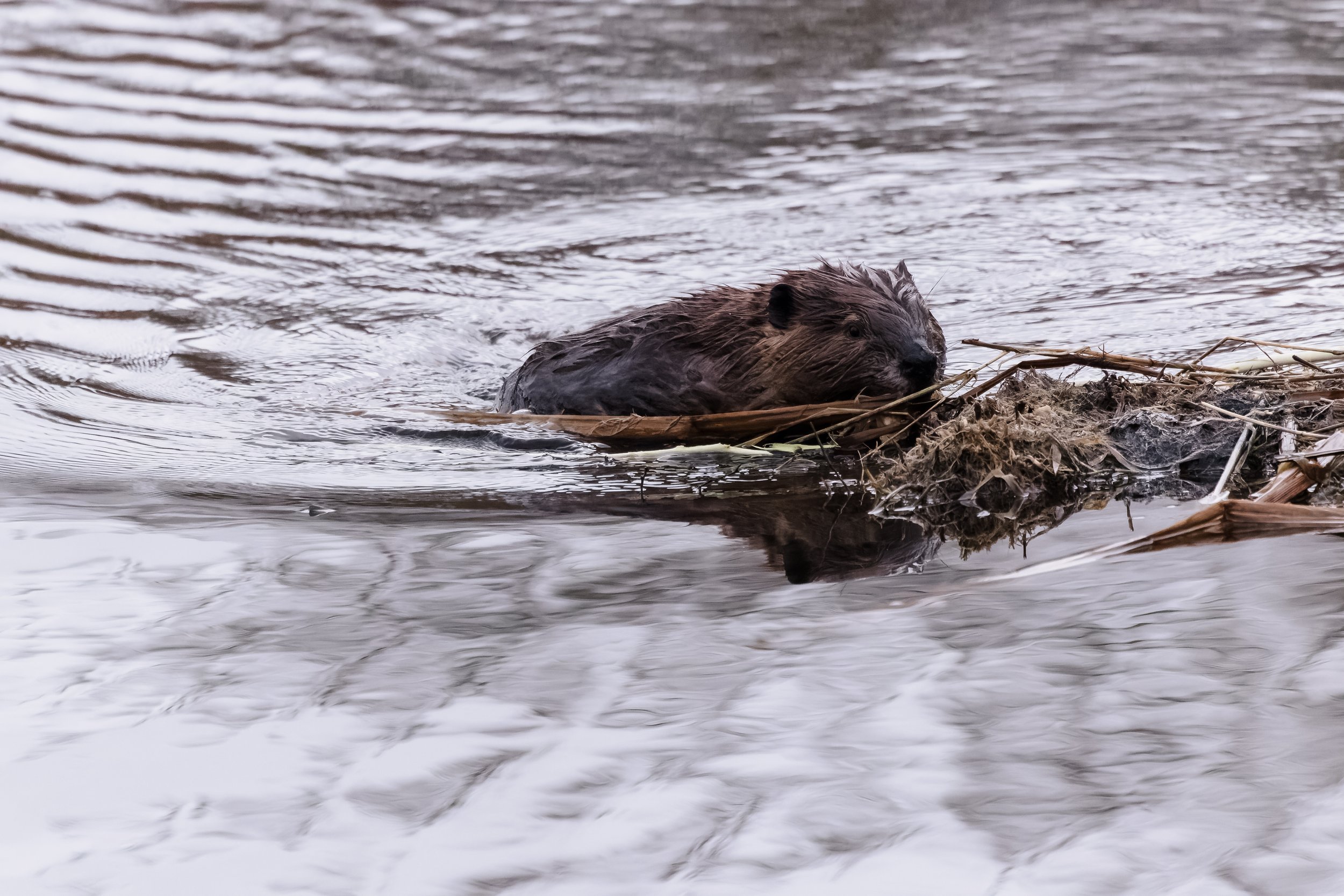 Beaver-4.jpg