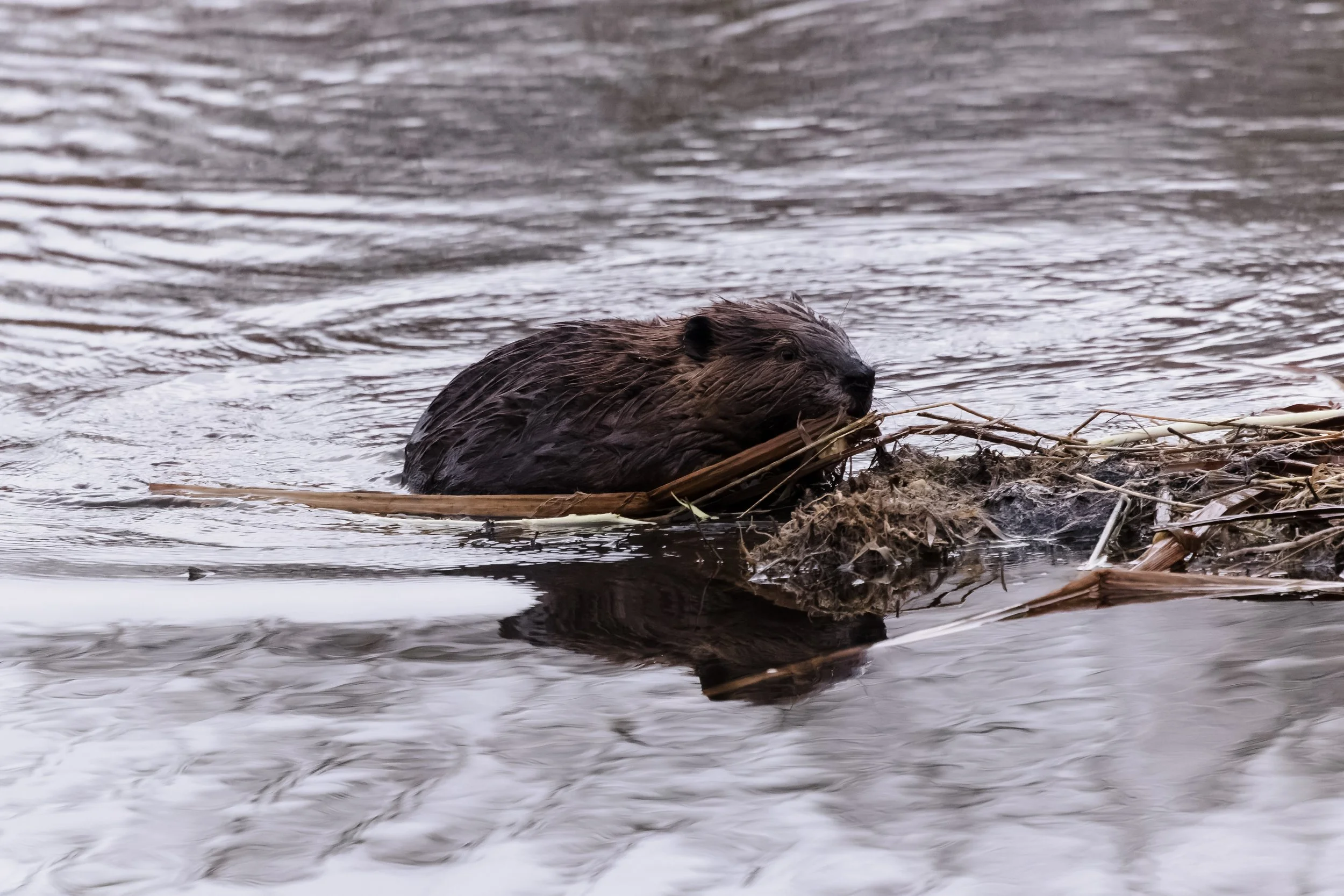 Beaver-5.jpg
