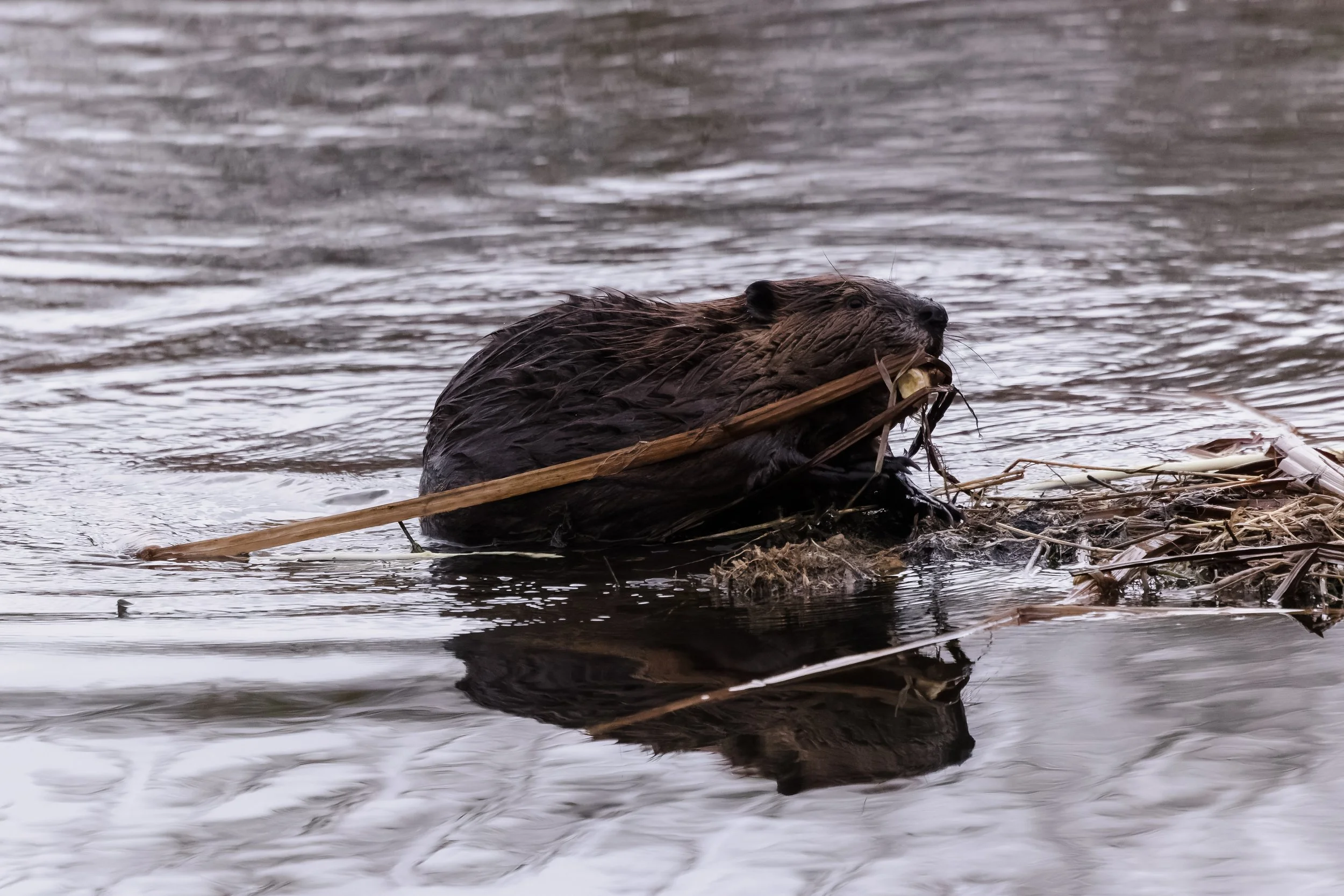 Beaver-6.jpg