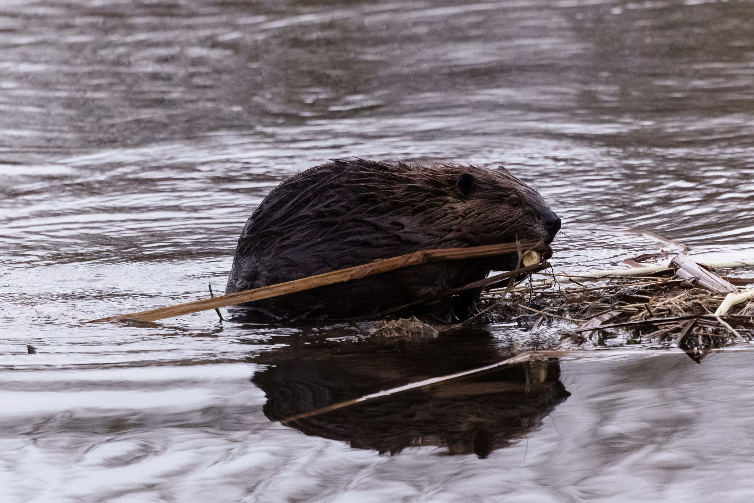 Beaver-7.jpg