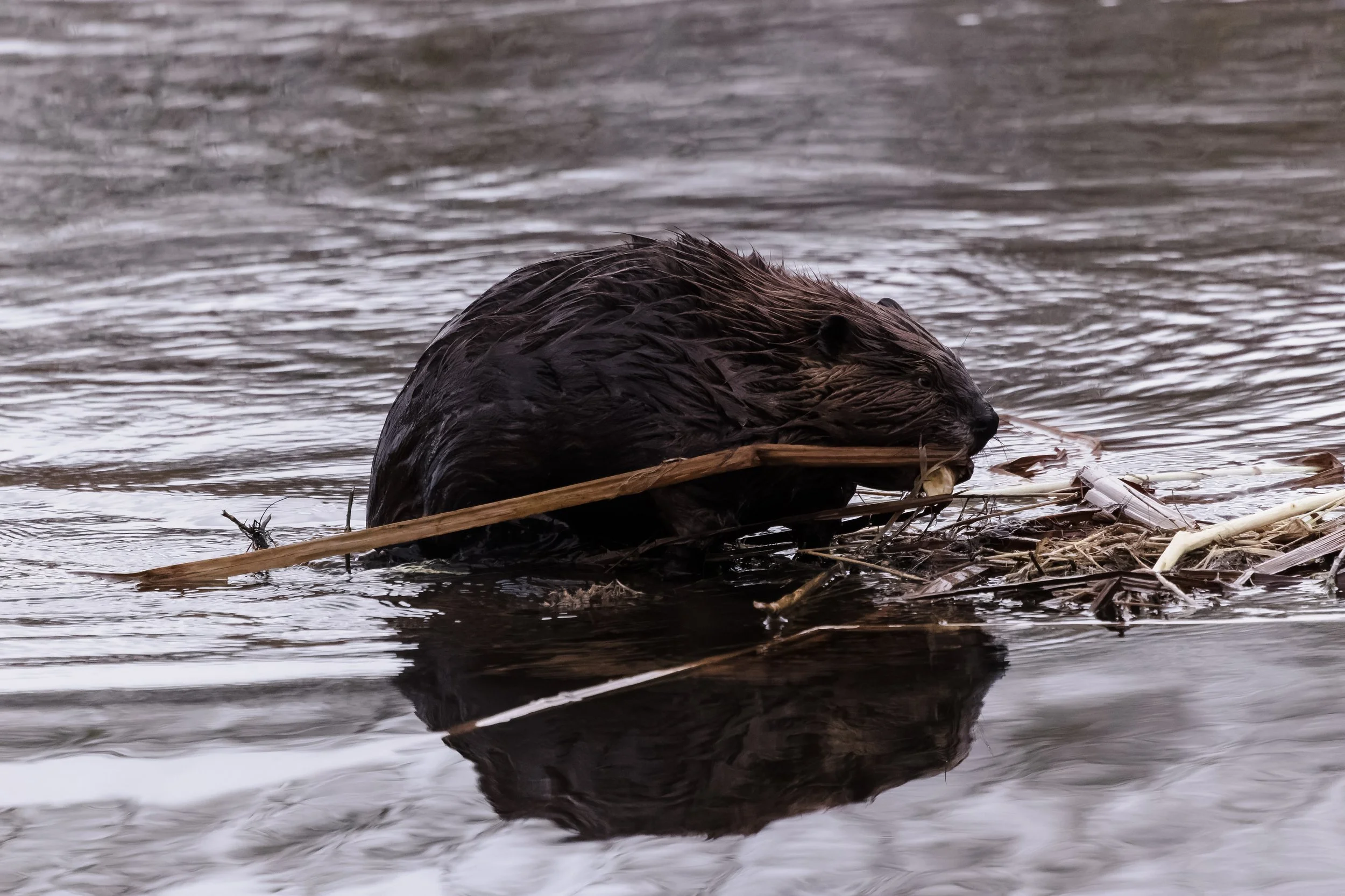 Beaver-8.jpg