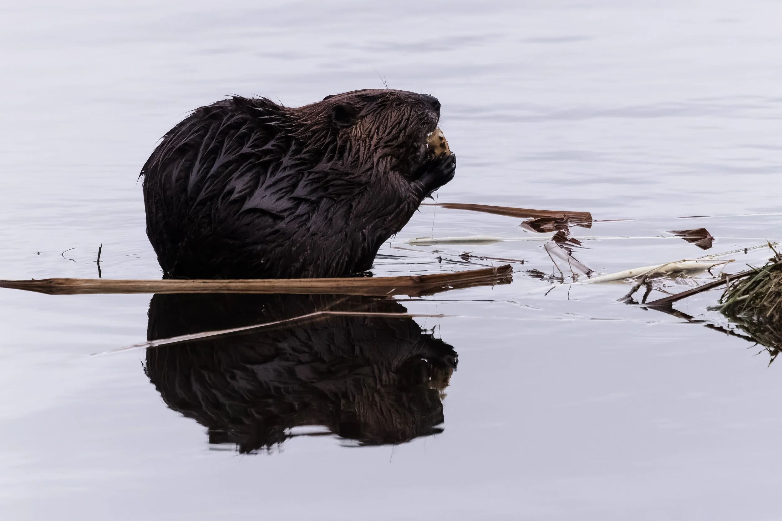 Beaver-9.jpg