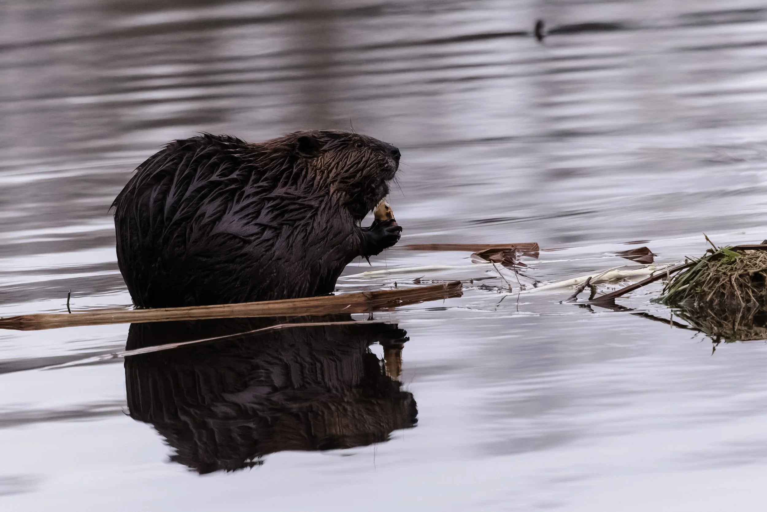Beaver-11.jpg