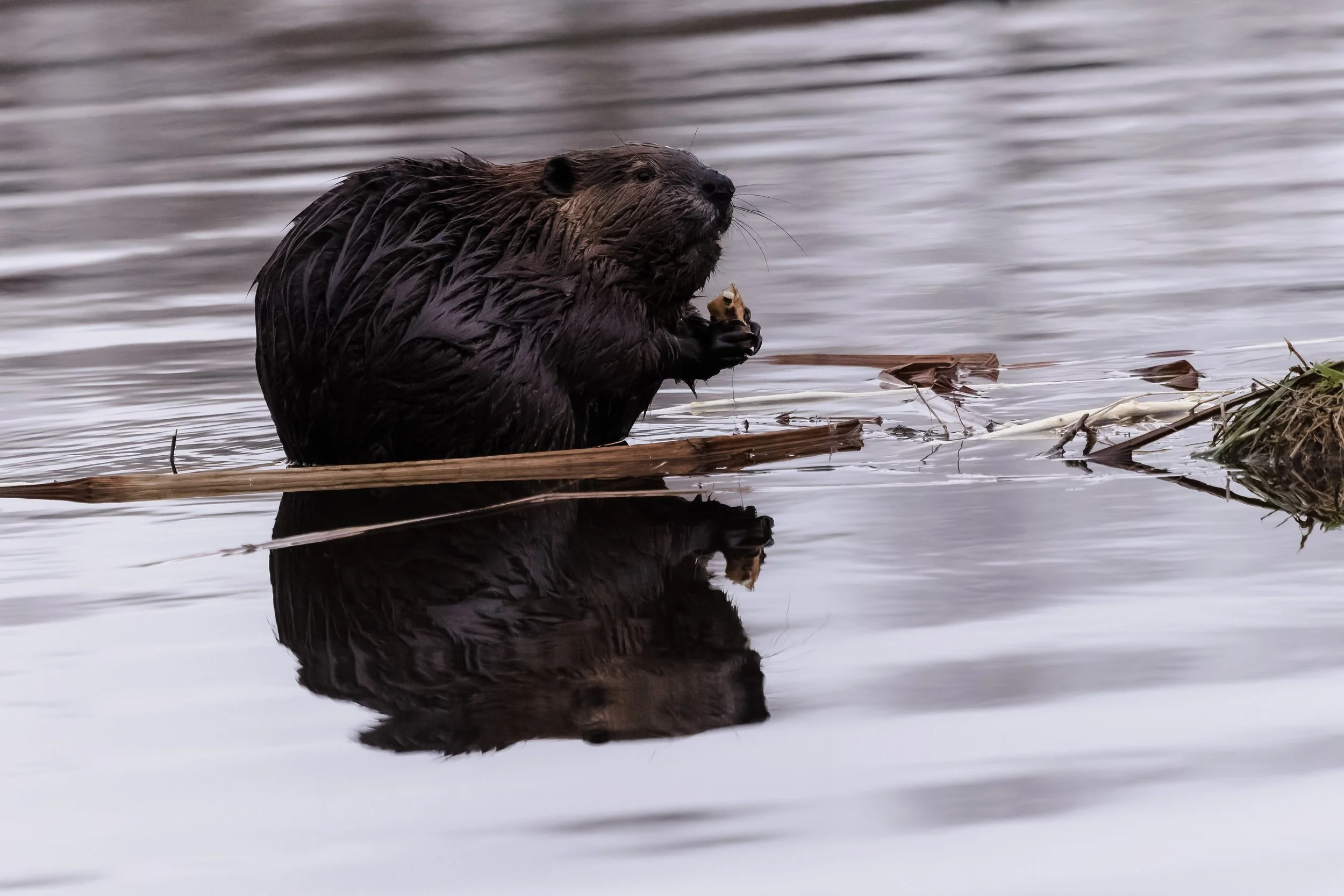 Beaver-12.jpg
