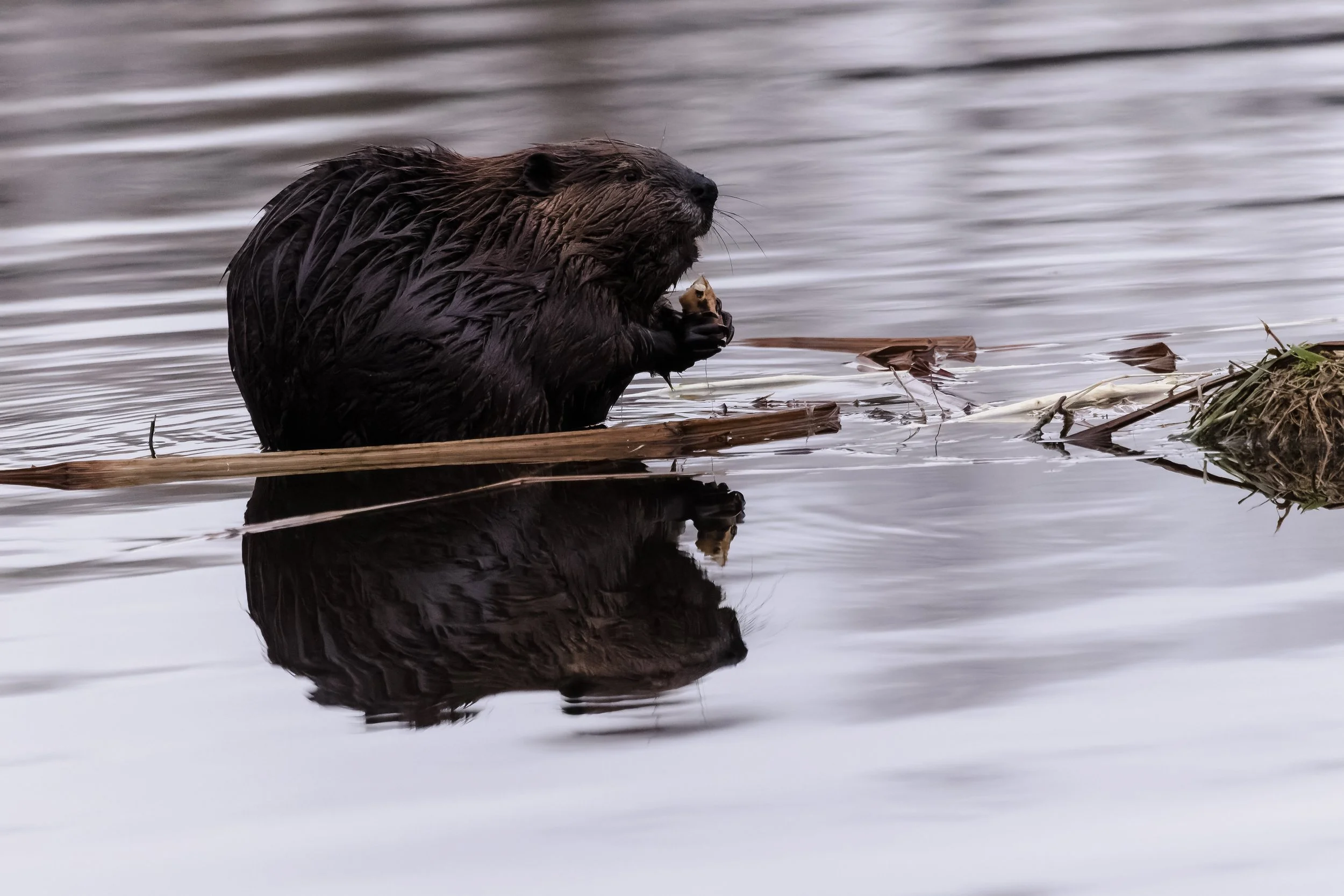 Beaver-13.jpg