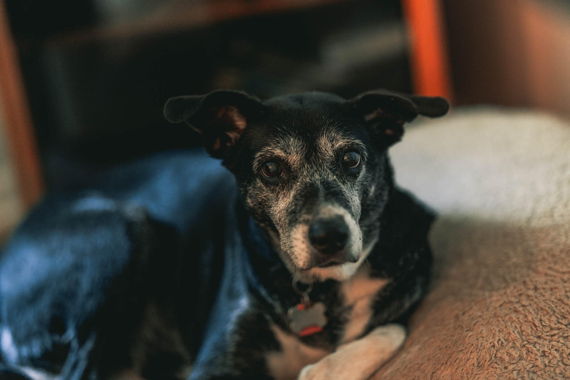 2023 10 Pets0004.jpg