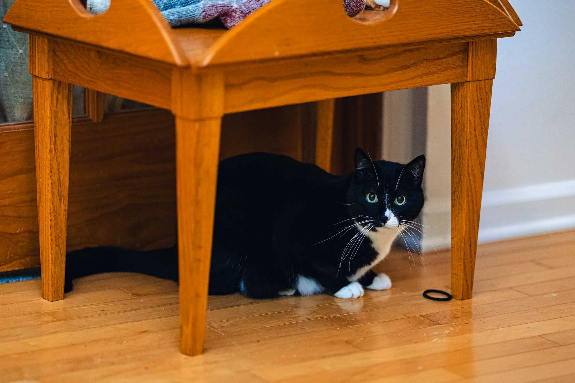 2023 10 Pets0003.jpg