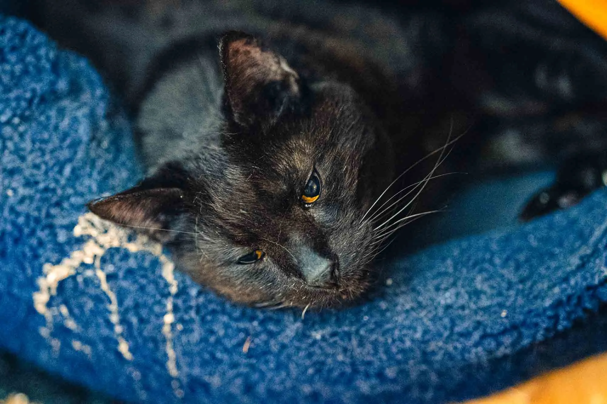 2023 10 Pets0001.jpg