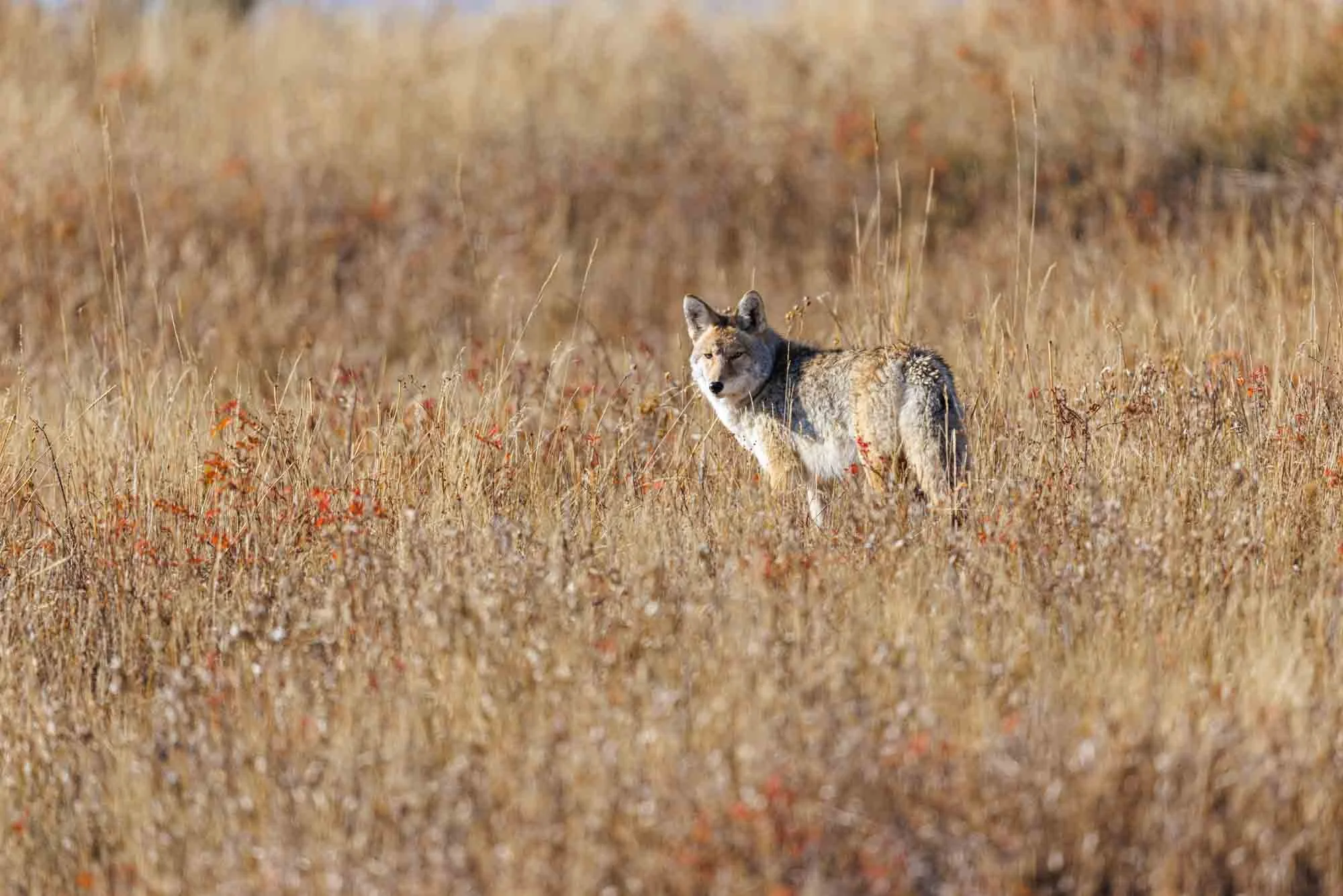 2024 10 Yellowstone National Park 0164.jpg