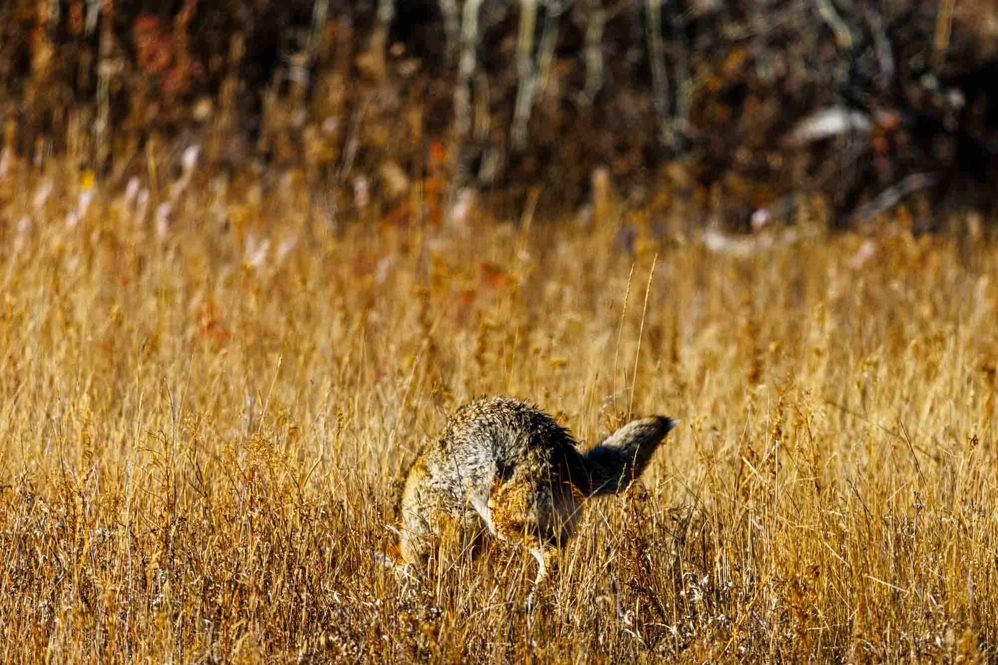 2024 10 Yellowstone National Park 0161.jpg
