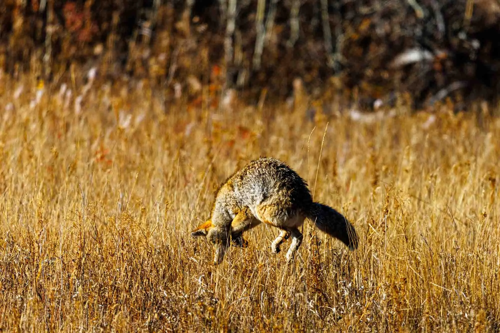 2024 10 Yellowstone National Park 0160.jpg