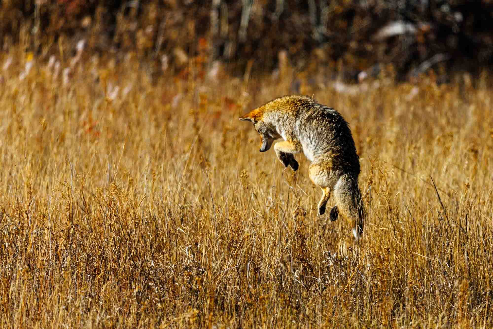 2024 10 Yellowstone National Park 0156.jpg
