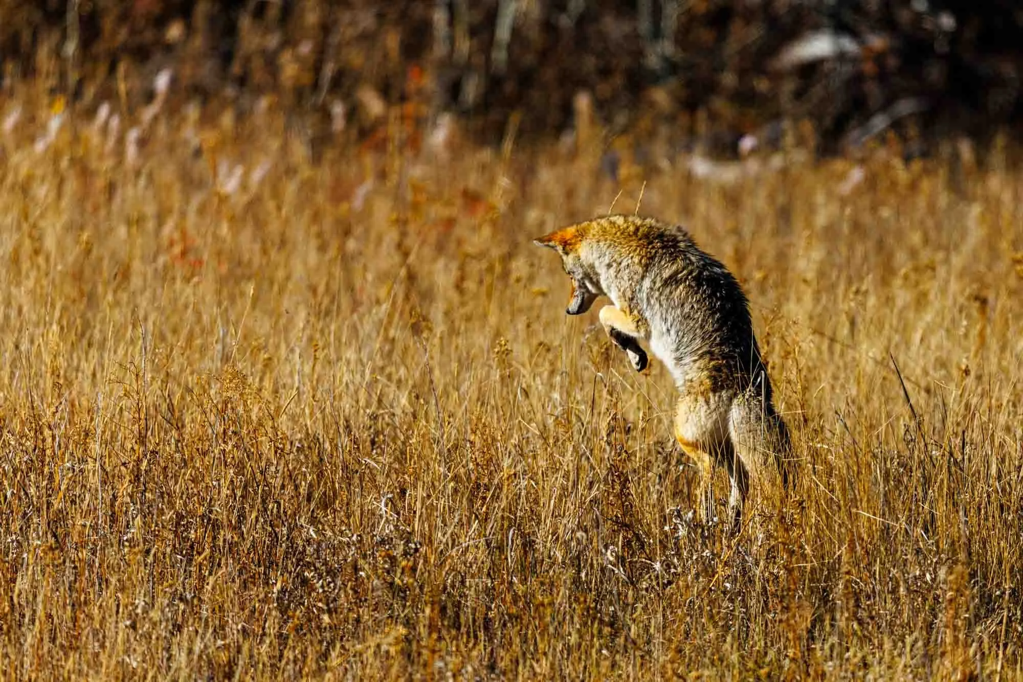 2024 10 Yellowstone National Park 0155.jpg
