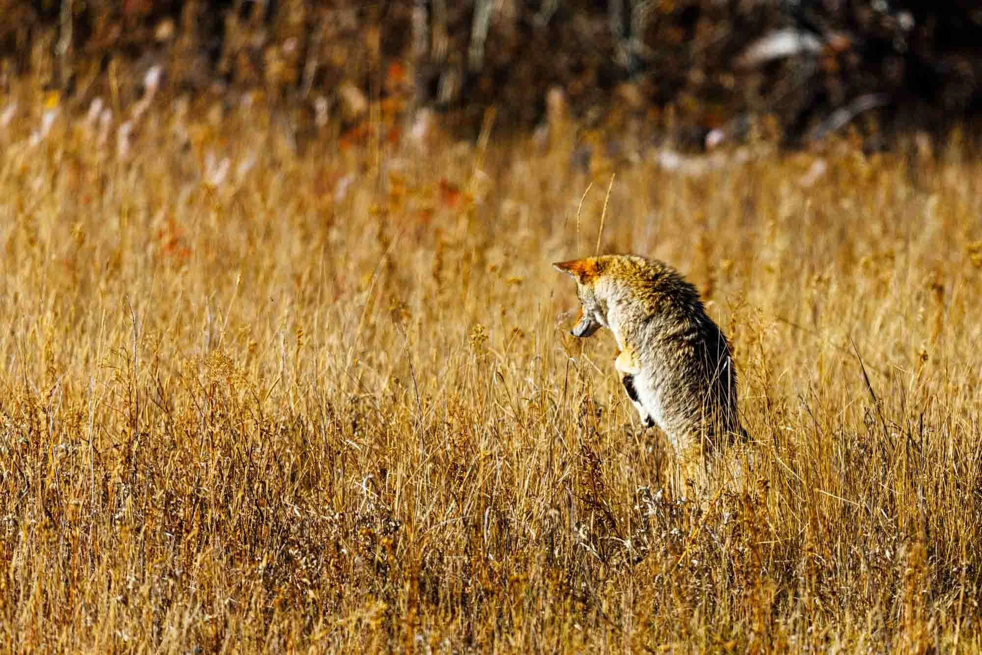 2024 10 Yellowstone National Park 0154.jpg