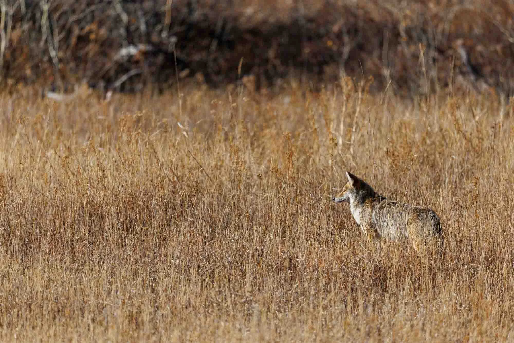 2024 10 Yellowstone National Park 0153.jpg