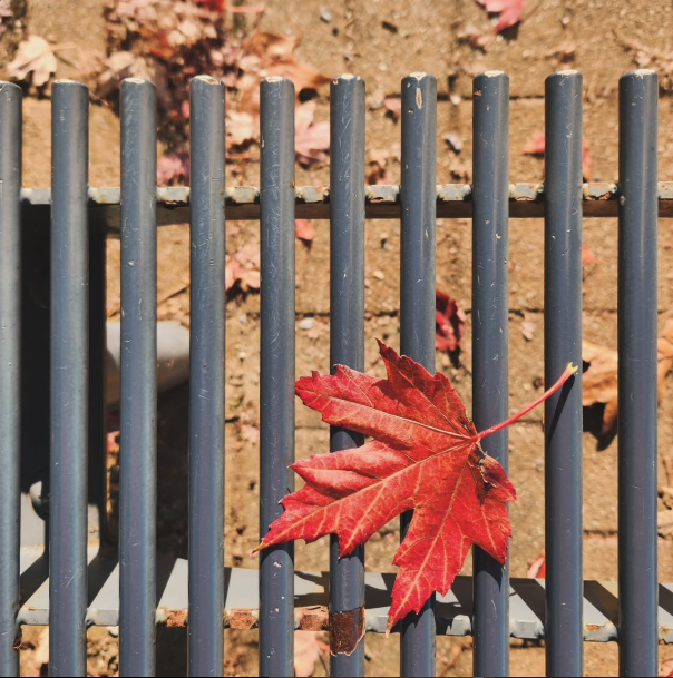 Vancouver Events: Nov 2025 