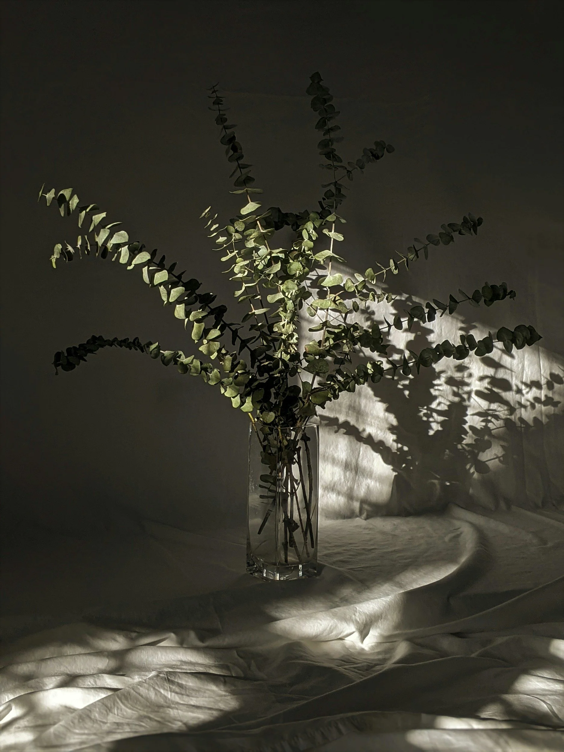 A glass vase of eucalyptus branches casting intricate shadows across a wall and linen surface under directional light. The image demonstrates how shadow adds depth, contrast, and atmosphere within a minimal interior setting.