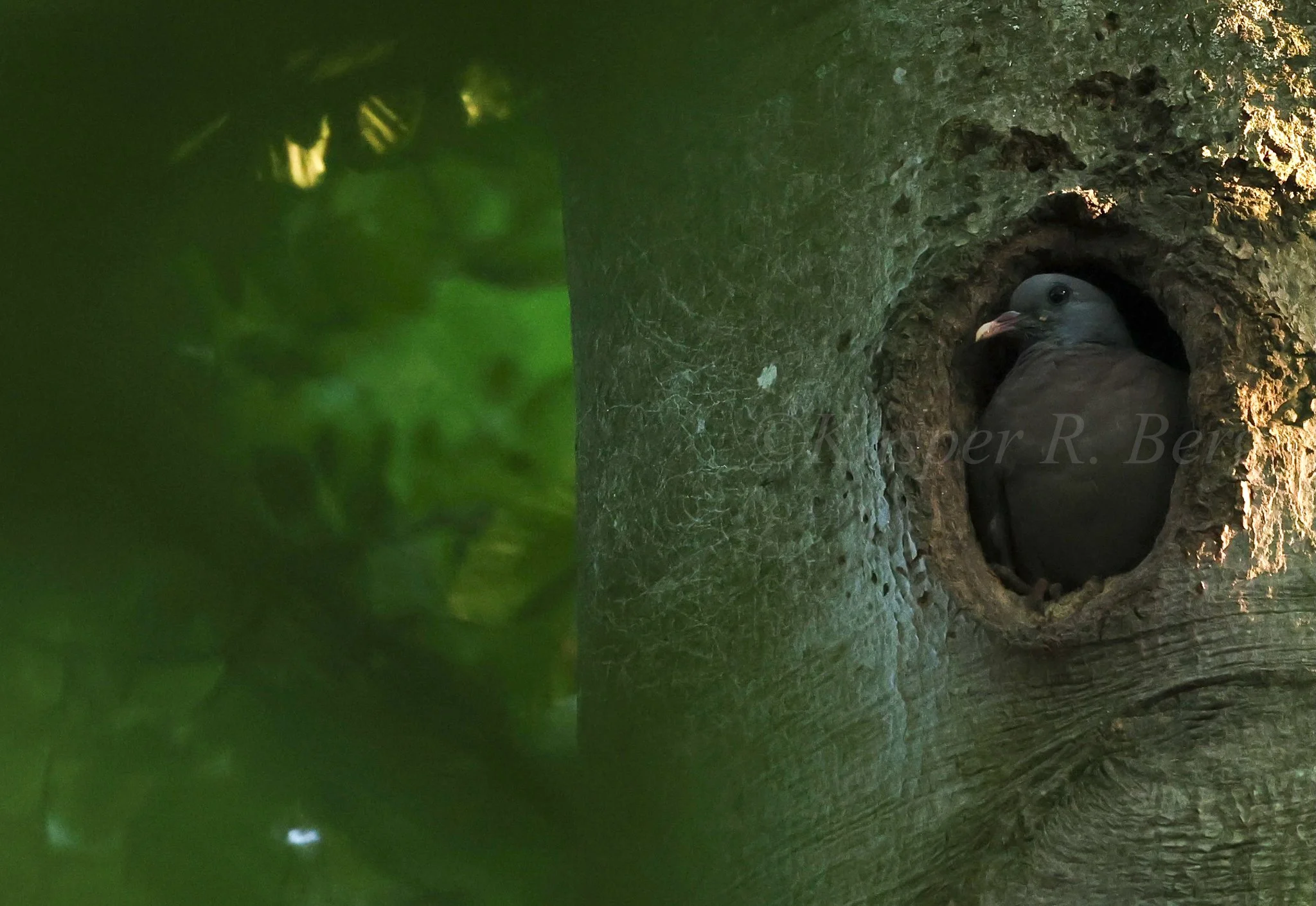 BOS10 - Stock Dove (Columba oenas) - Denmark 2021