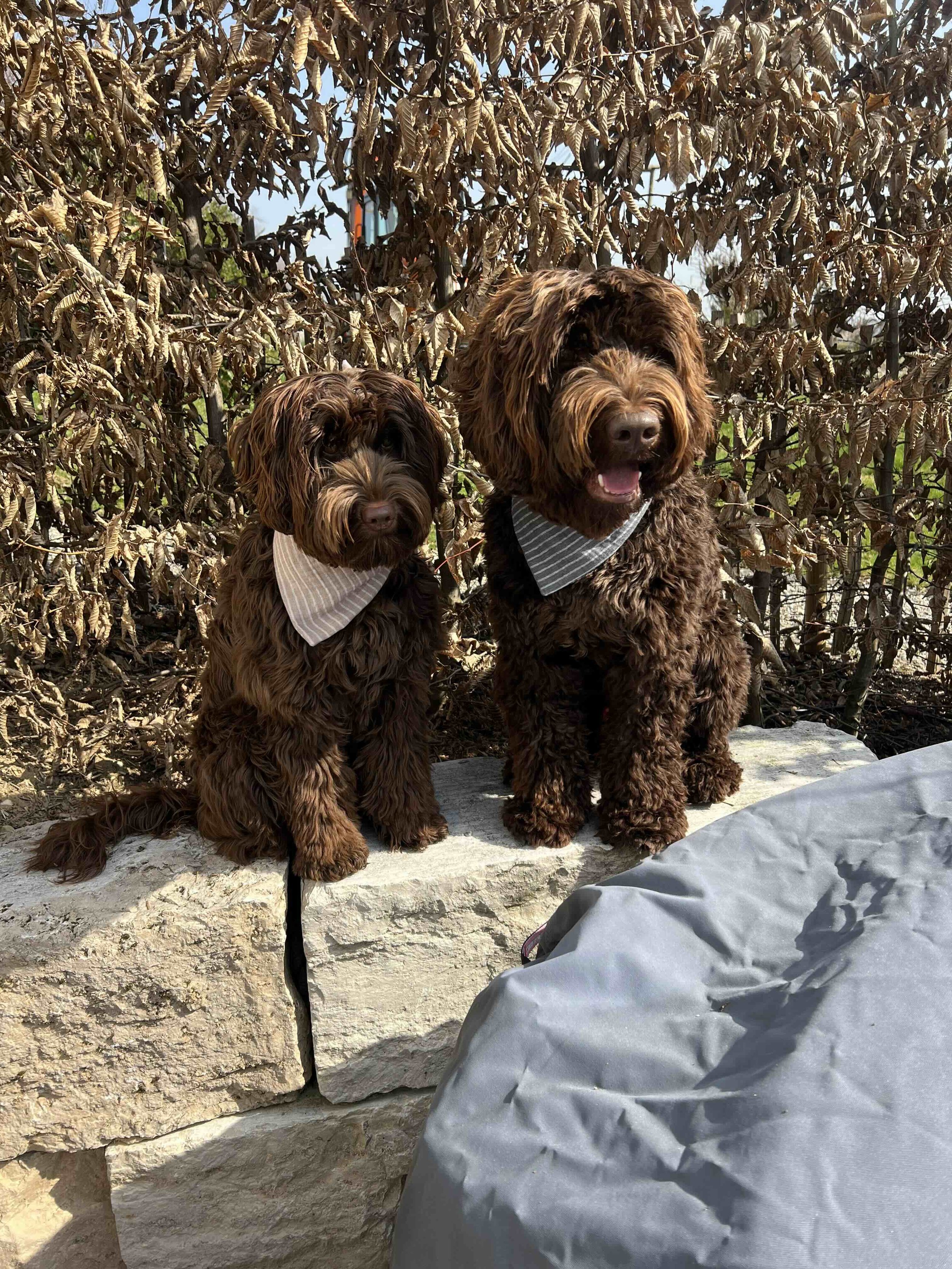 Baumwollbandana gestreift.jpeg