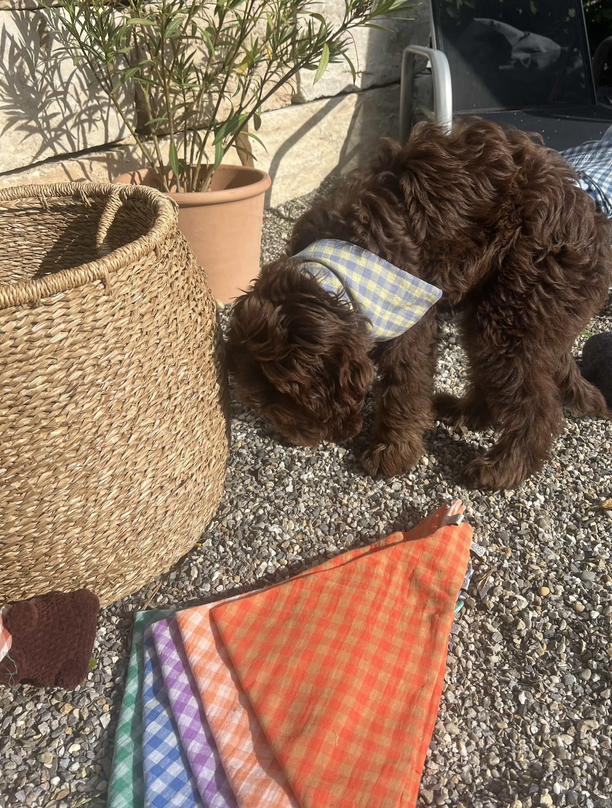 Bandanas in starken Farben.jpg