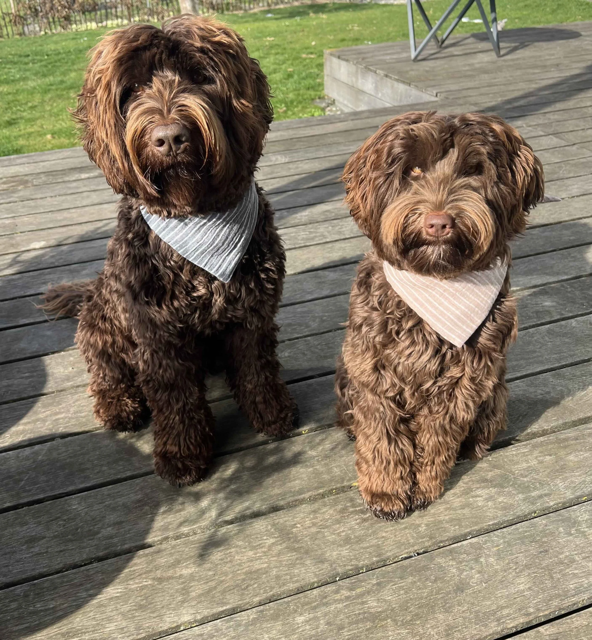 GANZ NEUE DOG-BANDANAS FRÜHLING  2026