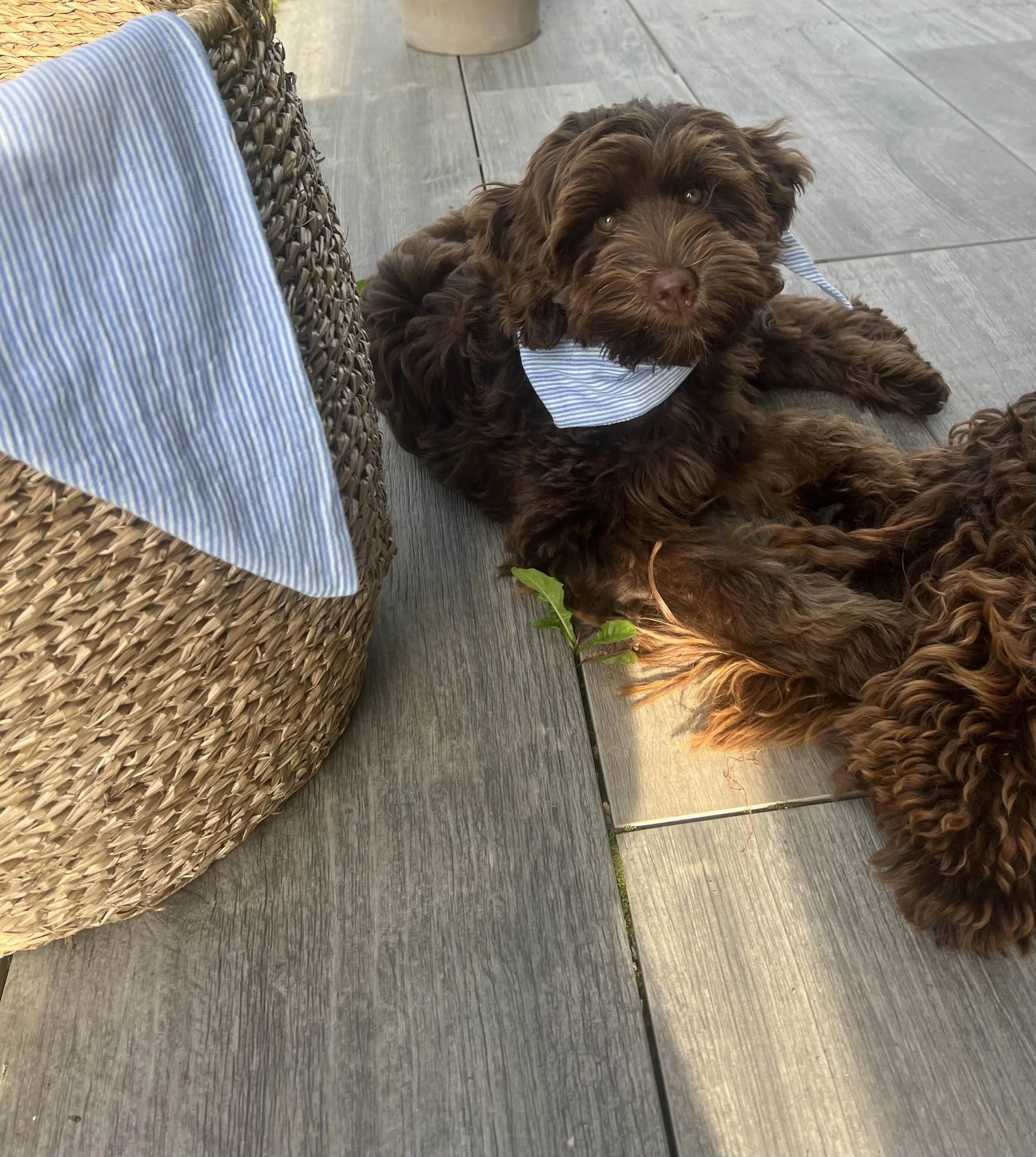 Hunde Musselin Bandana.jpg