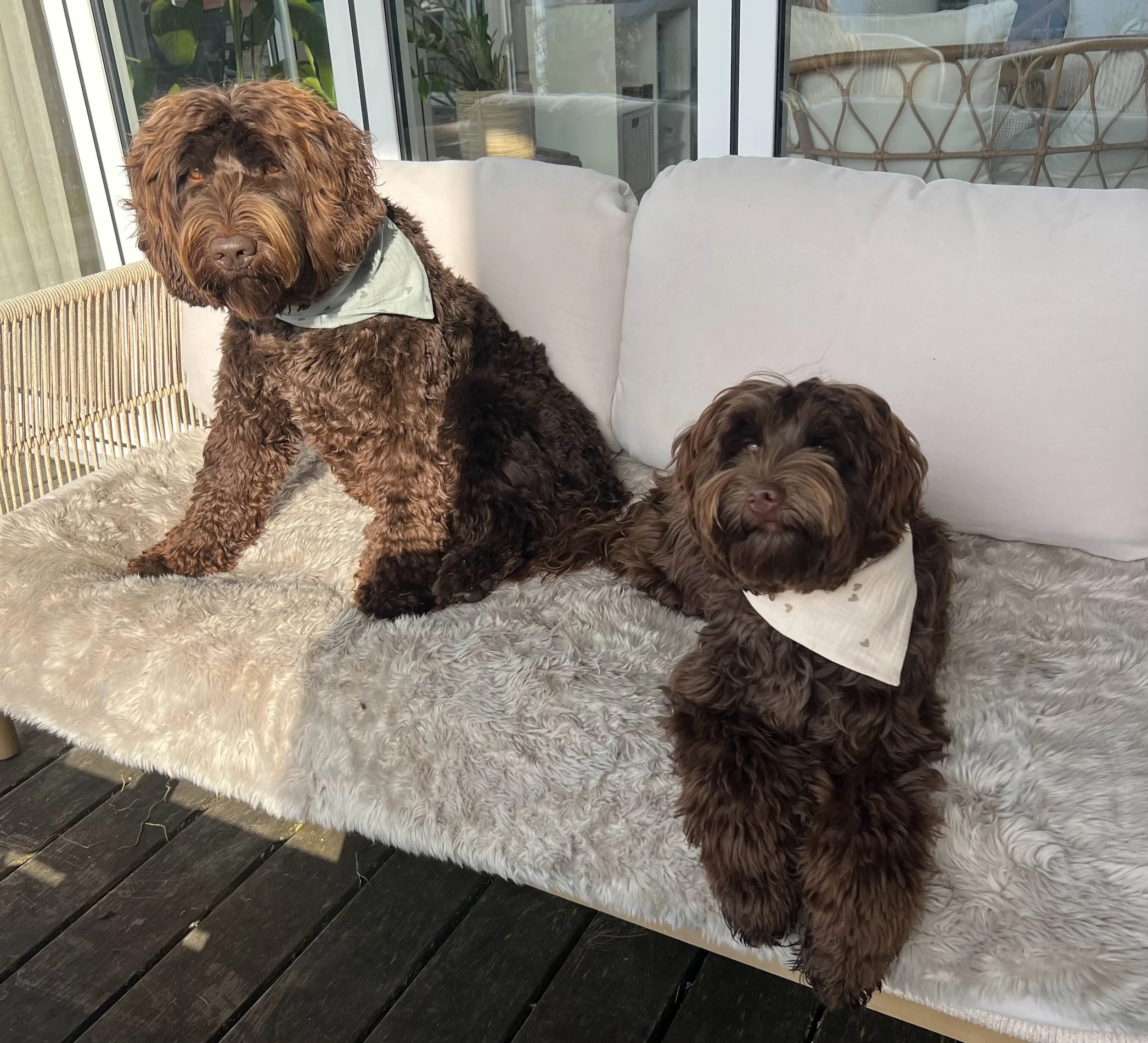 Dog Bandanas spring 26.jpeg