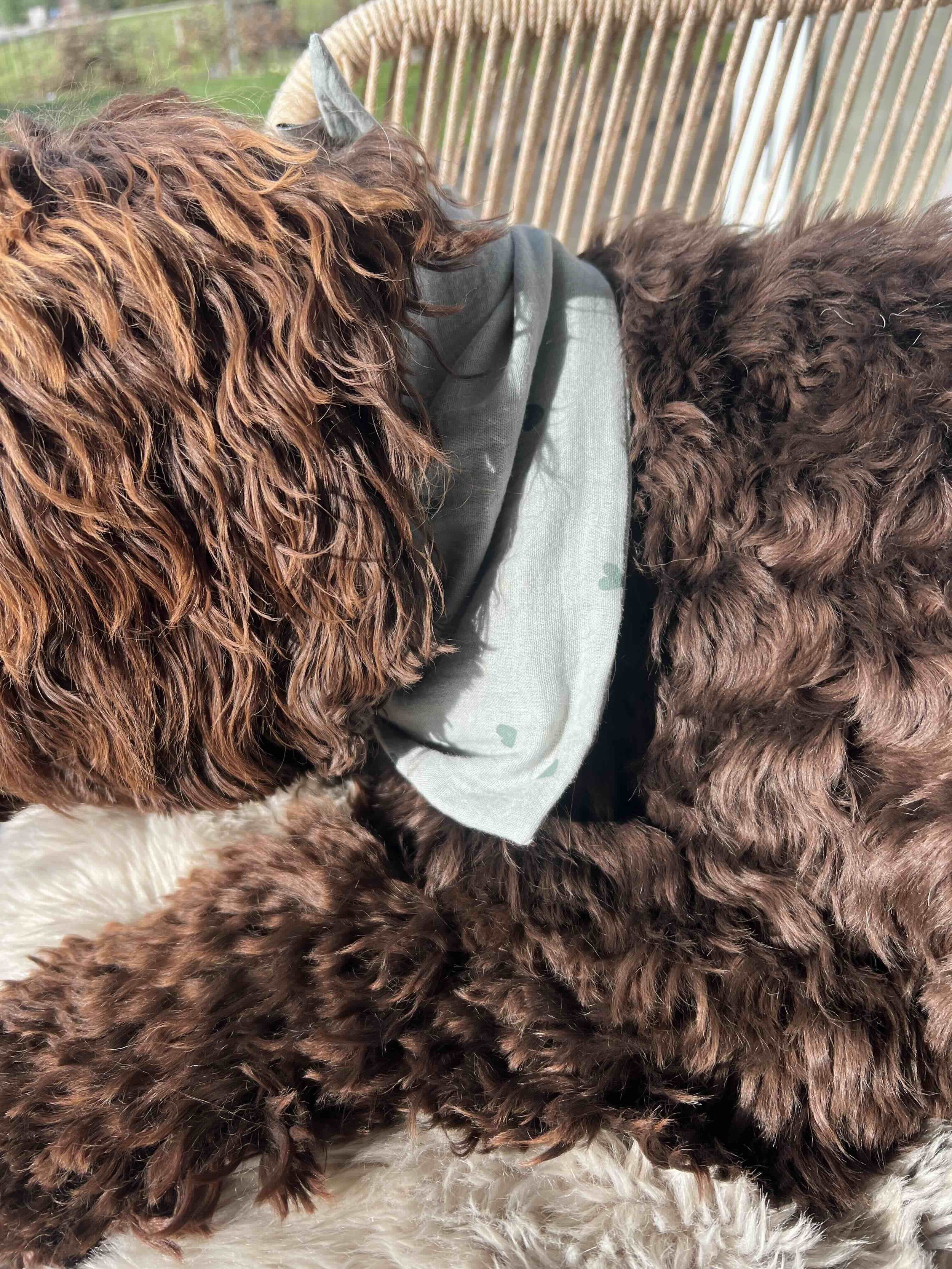 Halstuch mit Herz für Hund.jpeg