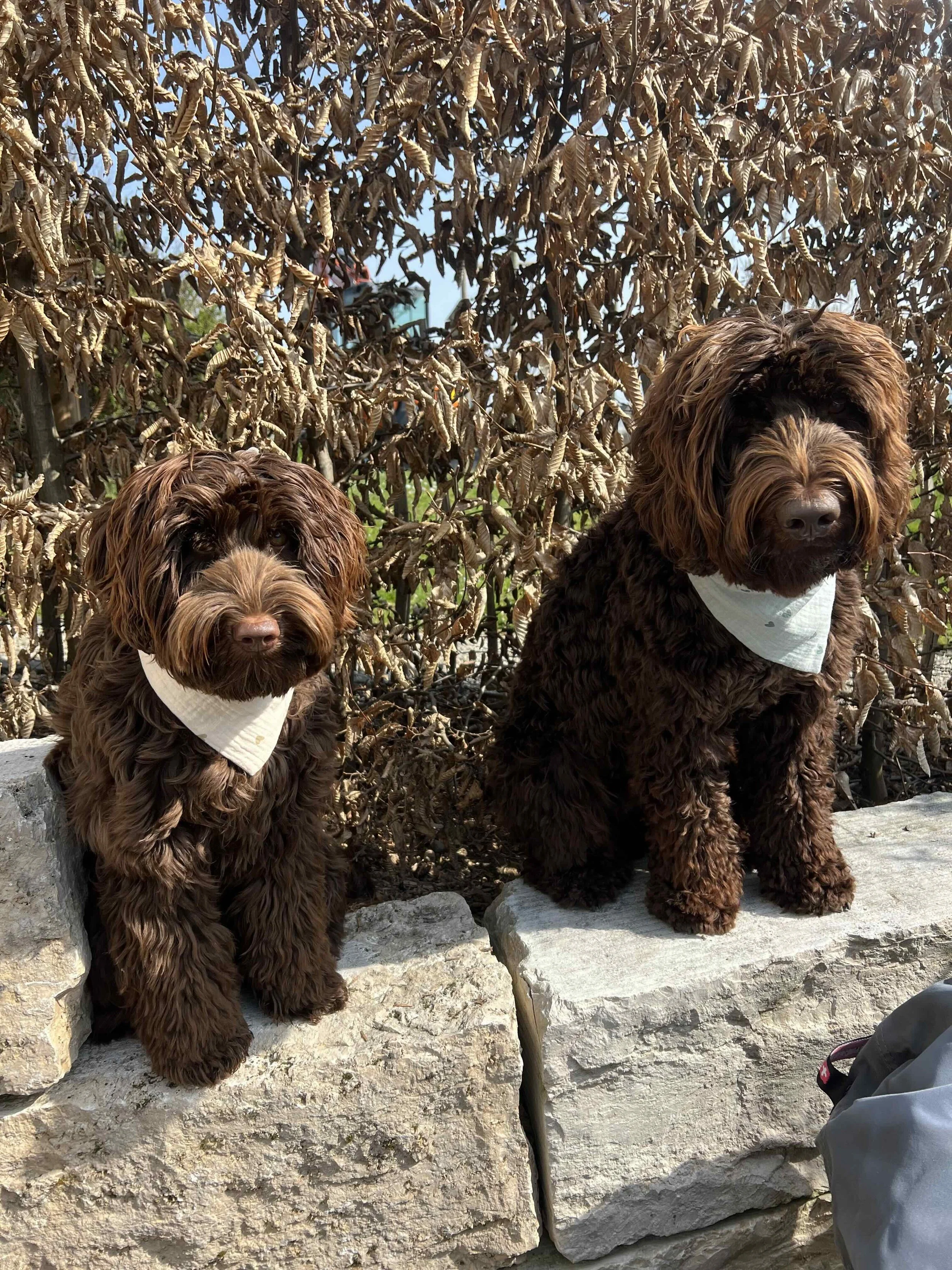 Bandana for dogs.jpeg