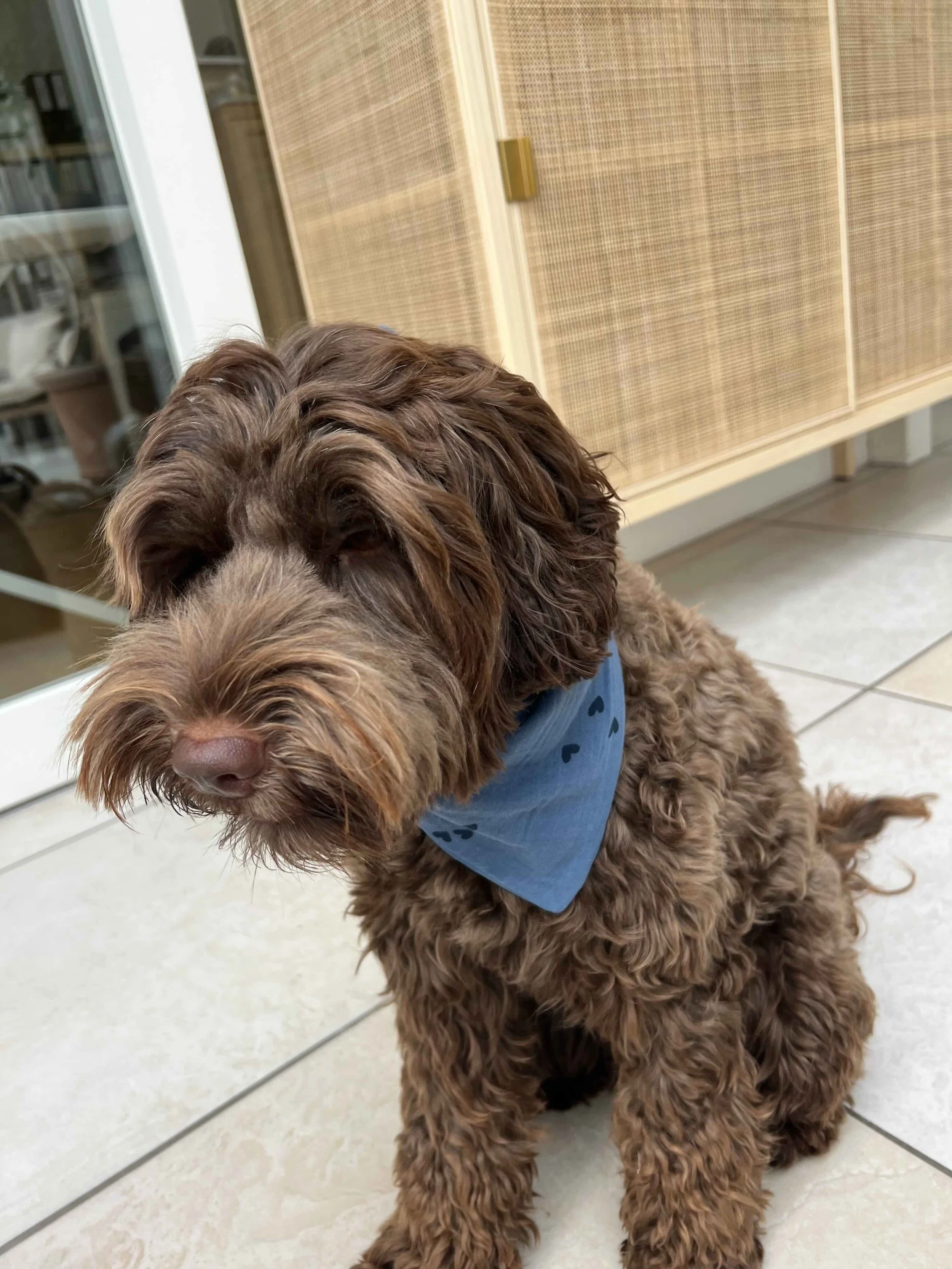 Dogbandana mit blauen Herzen.jpeg