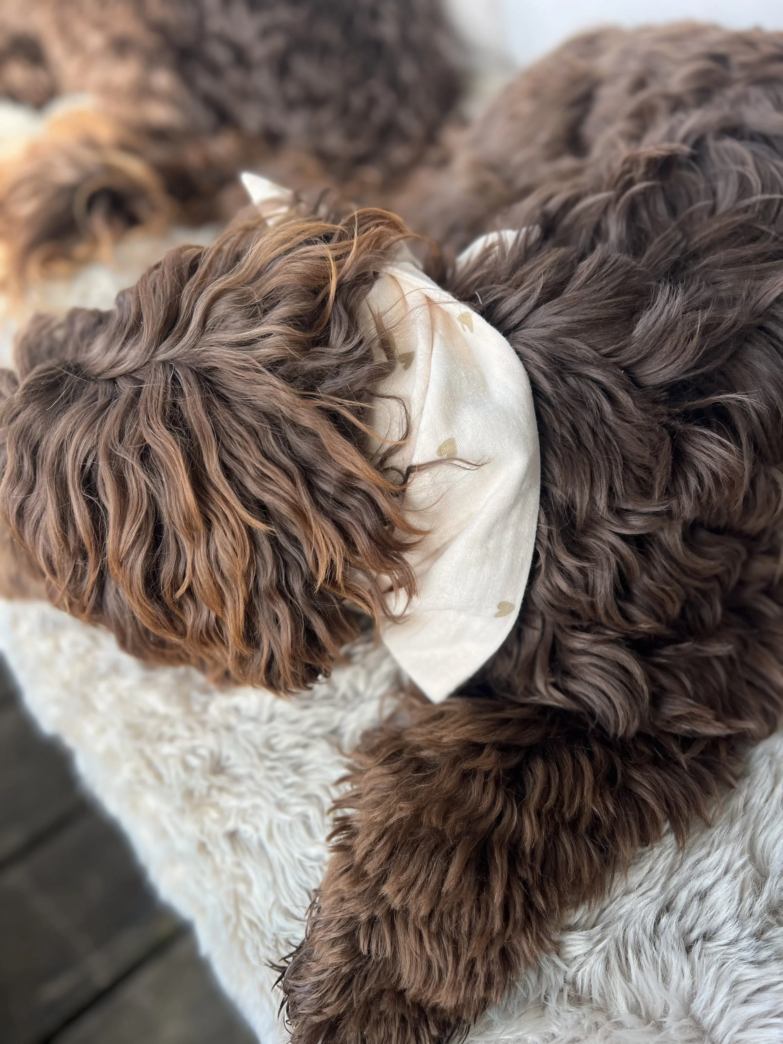 Bandana für den Hund mit Herz.jpeg