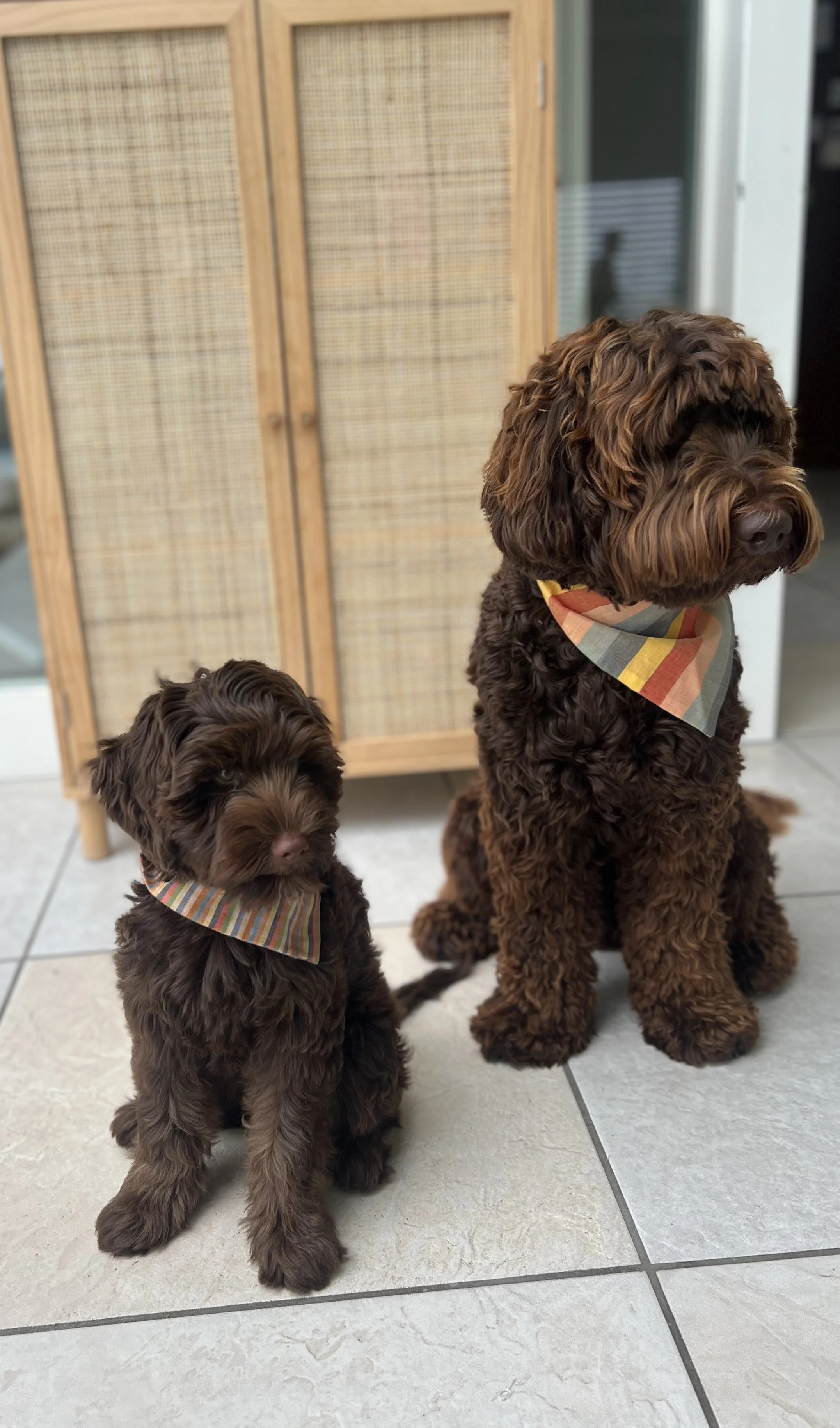 Edle Bandanas.jpg