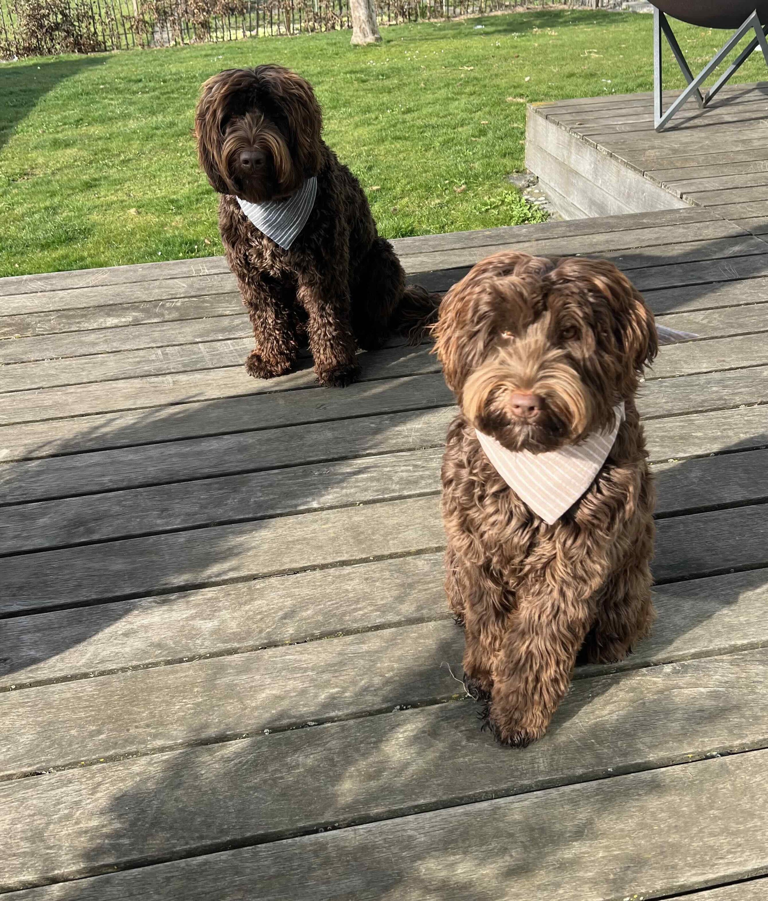 Dog Bandanas gestreift 26.jpeg