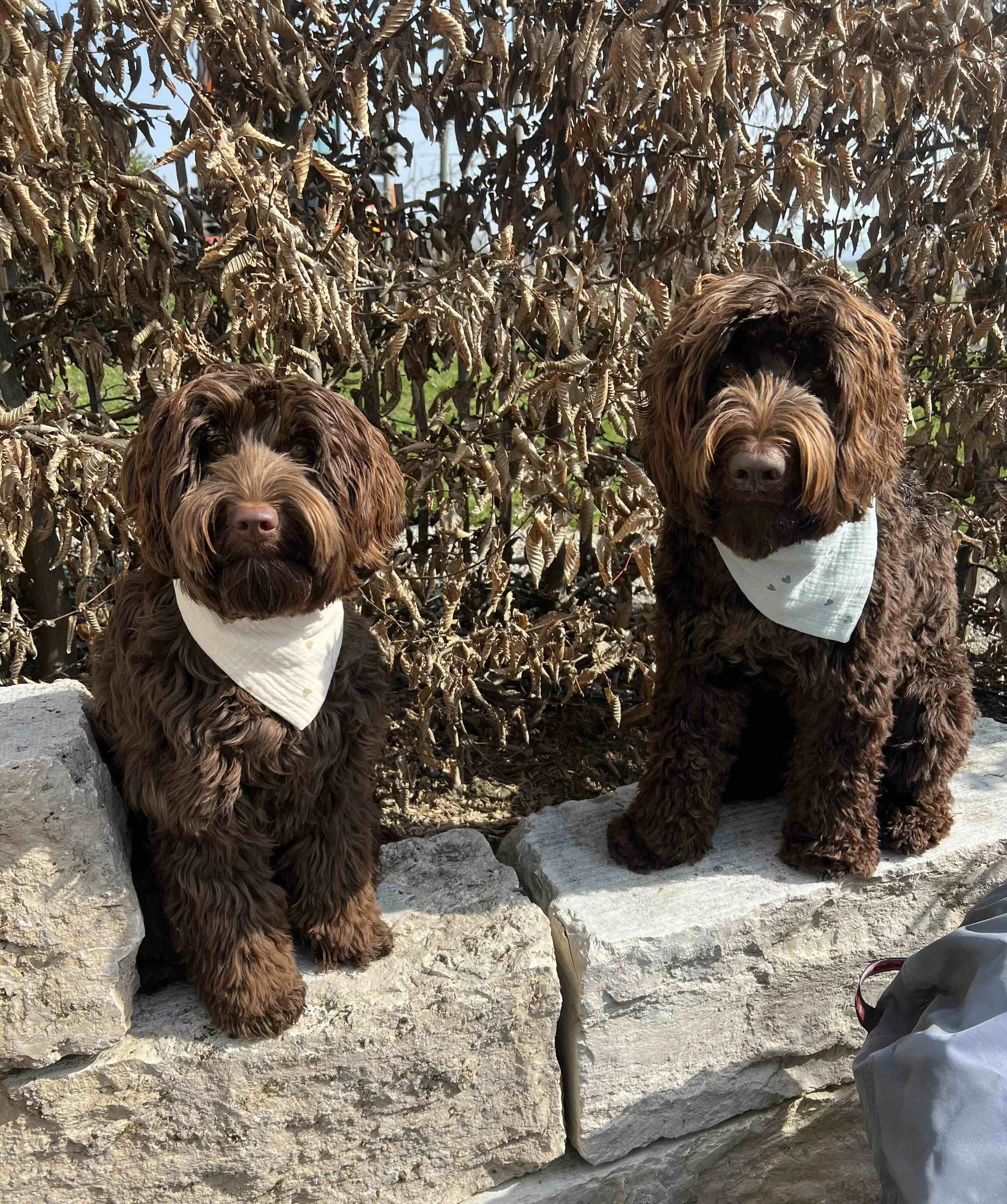 Bandanas mit Herzen.jpeg