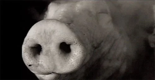 PIG HEAD.jpg