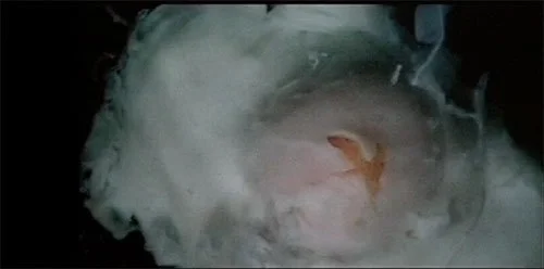 EGG SHOT.jpg