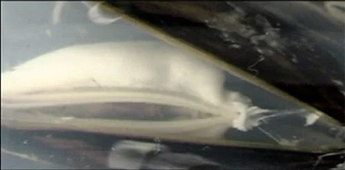 Dying mussel:kl.jpg
