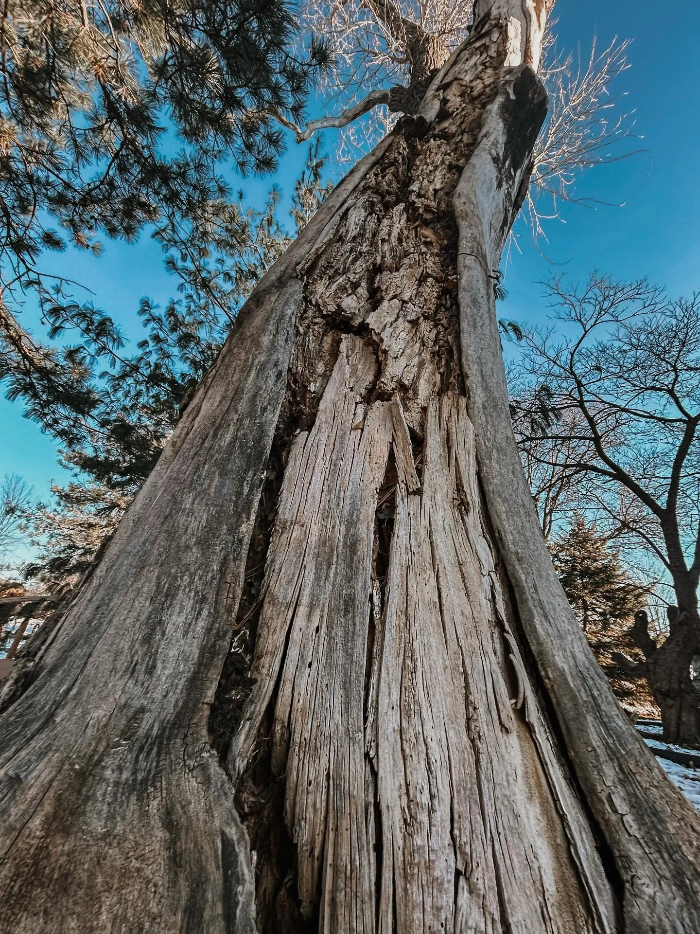 Dead or just dormant? 🌳😴 Don&rsquo;t jump to conclusions!

Look for these signs instead:
🍃 No leaves in peak season
🪵 Brittle branches that snap
🔍 No green under the bark

Still unsure? Let the pros check it out! 📲 (913) 390-3454
