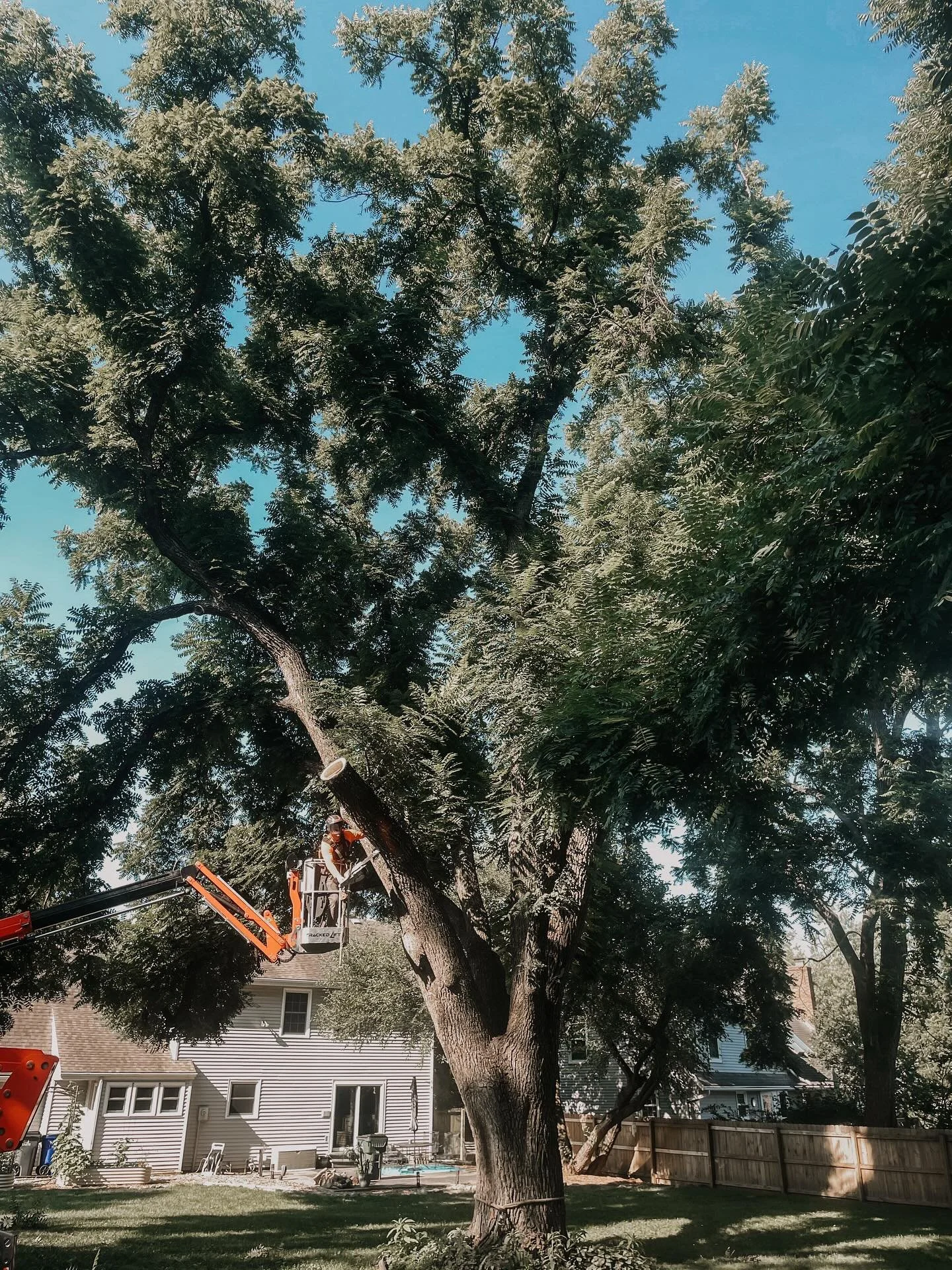 Cut. Cleared. Conquered. 🌳🪓🪵 
See ya later 70 foot walnut tree!