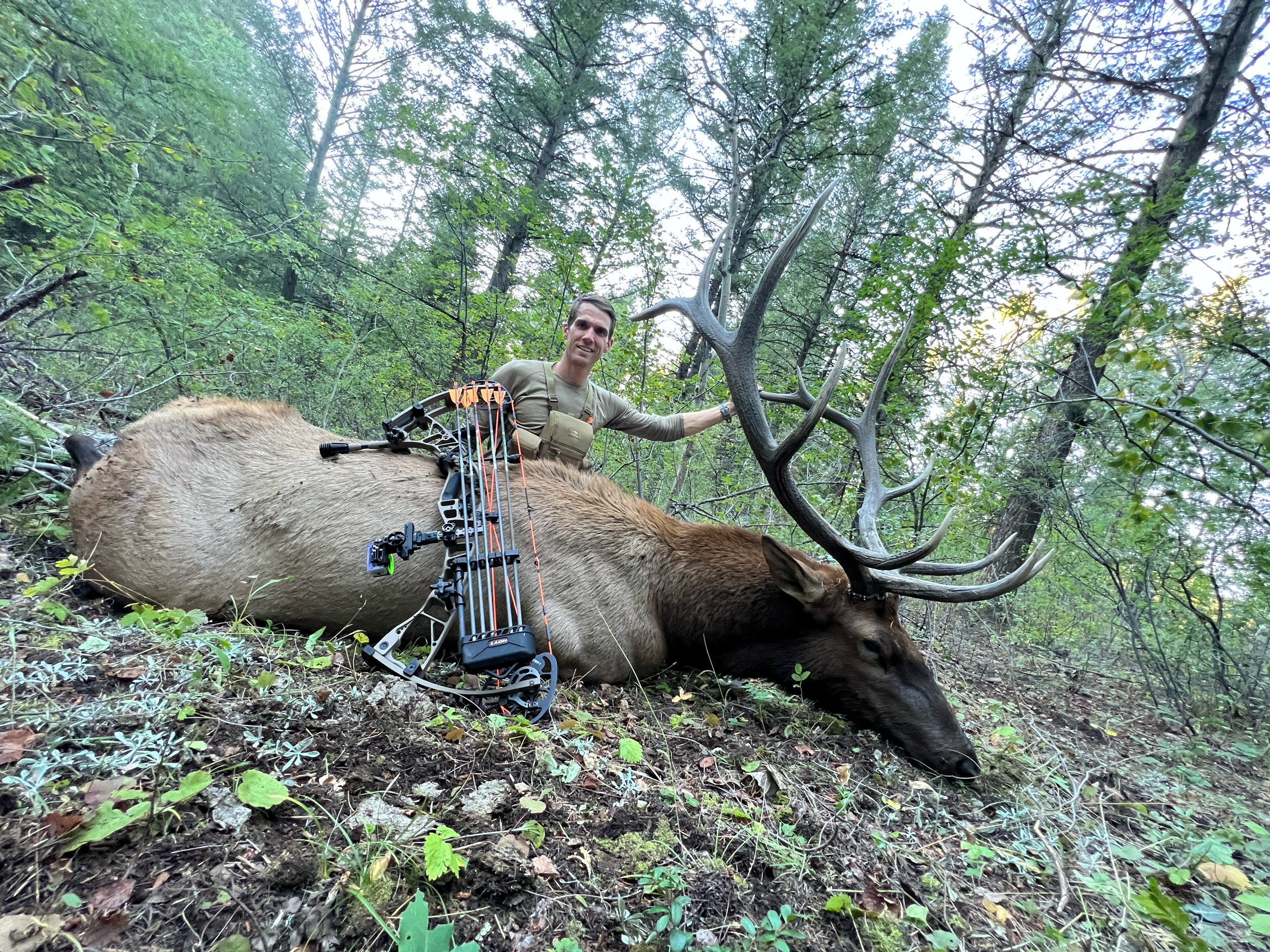 Person posing with a large elk and a compound bow in a forested area.