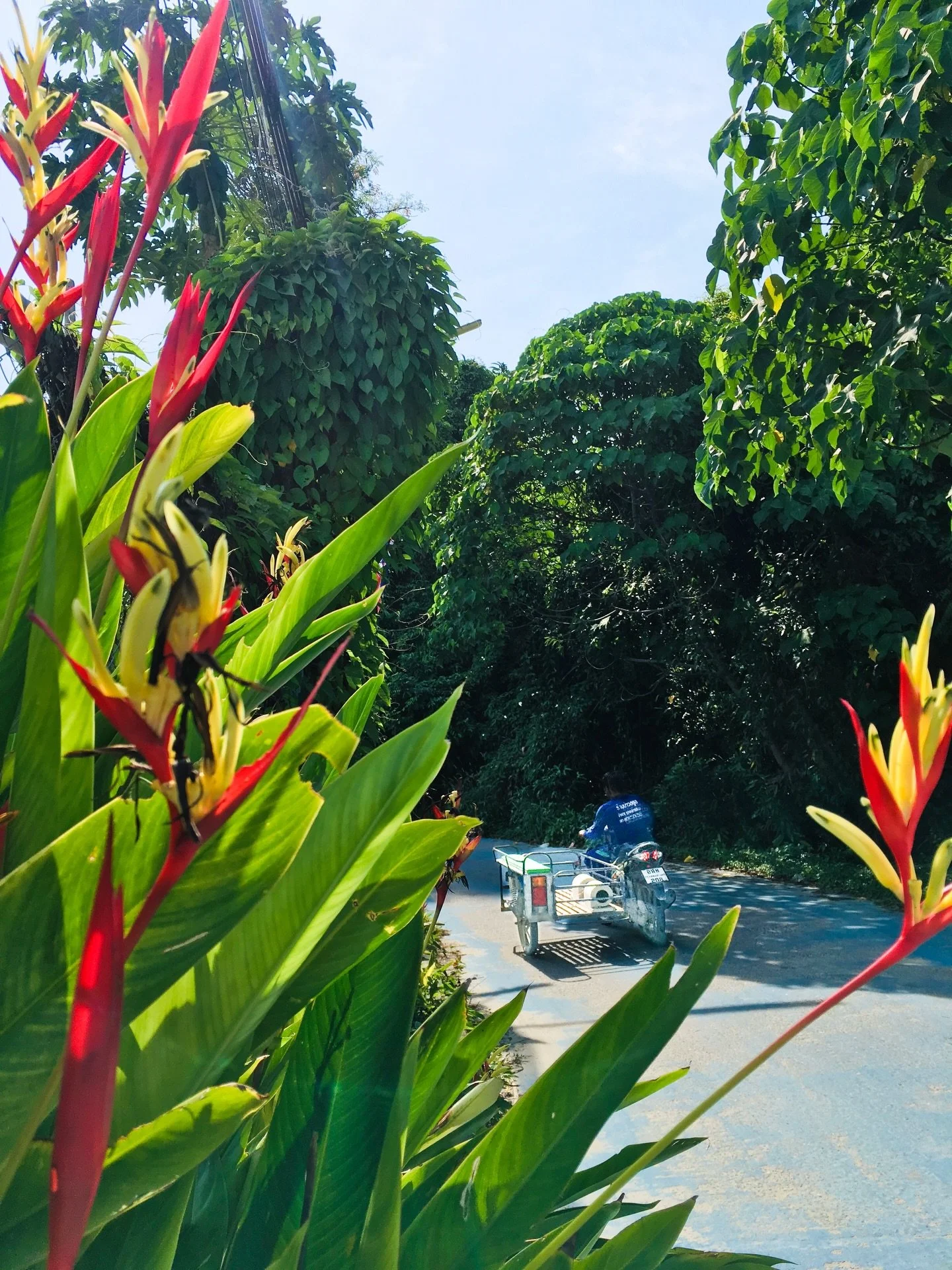 Those flowers are so spectacular in shape and colour, with the electric cables running on the left, I thought to myself, &ldquo;this is the perfect frame, it&rsquo;s just something&hellip;&rdquo; - I wasn&rsquo;t able to finish my thought, when the d