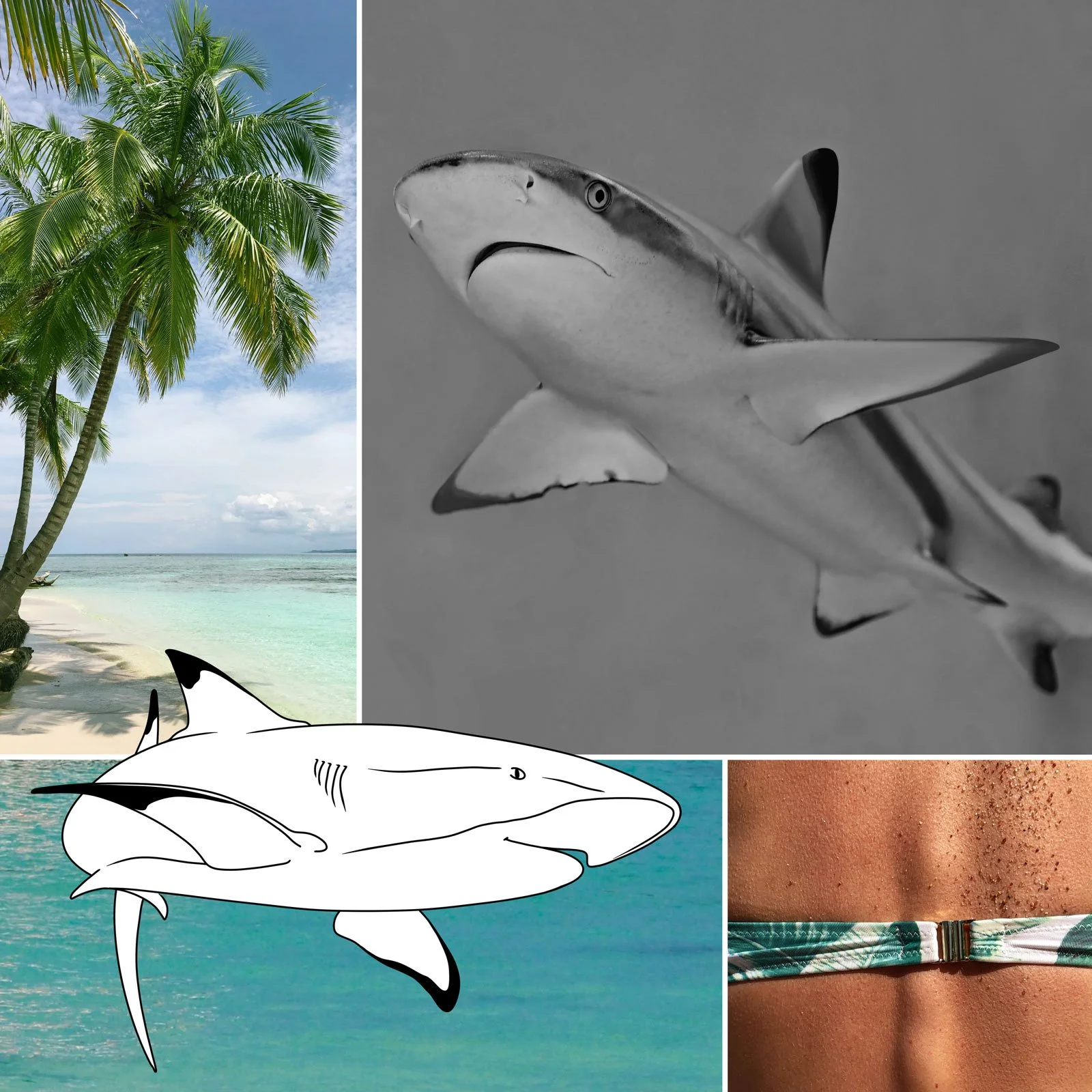 2022 Shark Dive small.jpg