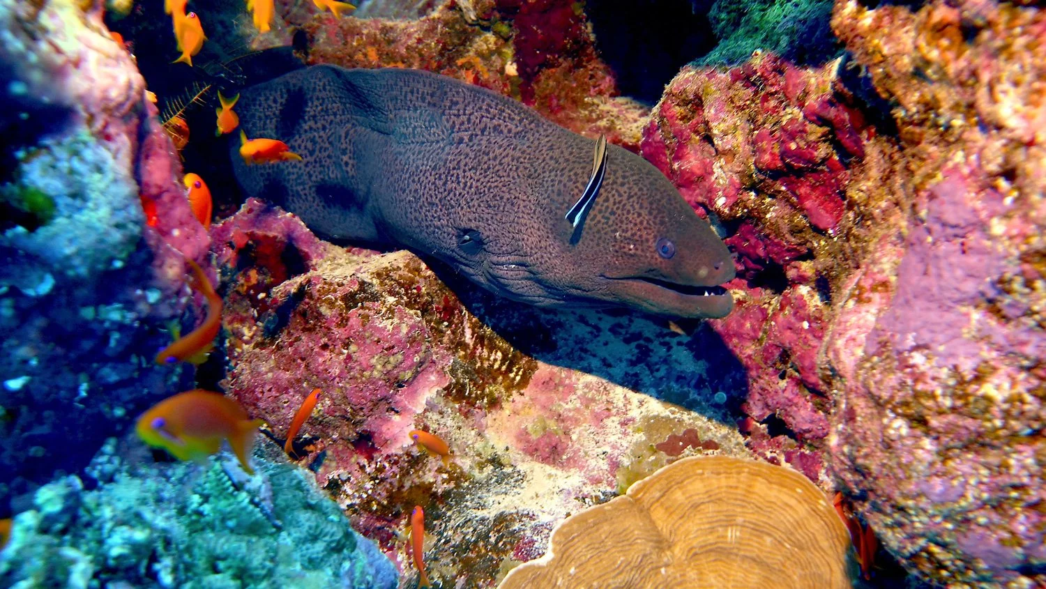 Moray Eel Picture by Geoff Trodd