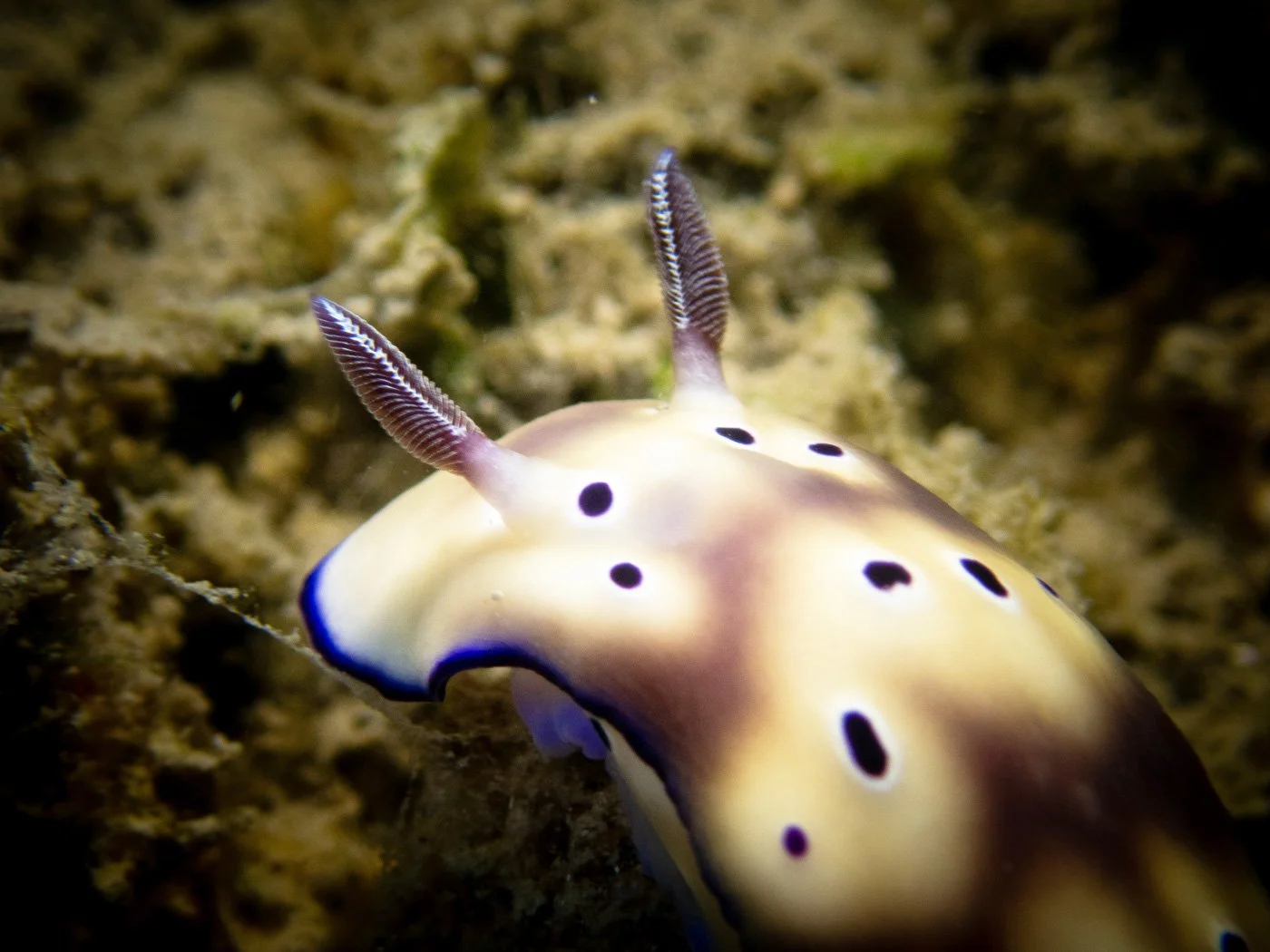 Nudibranch