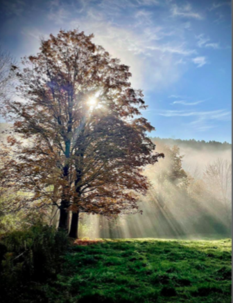 Light through the trees